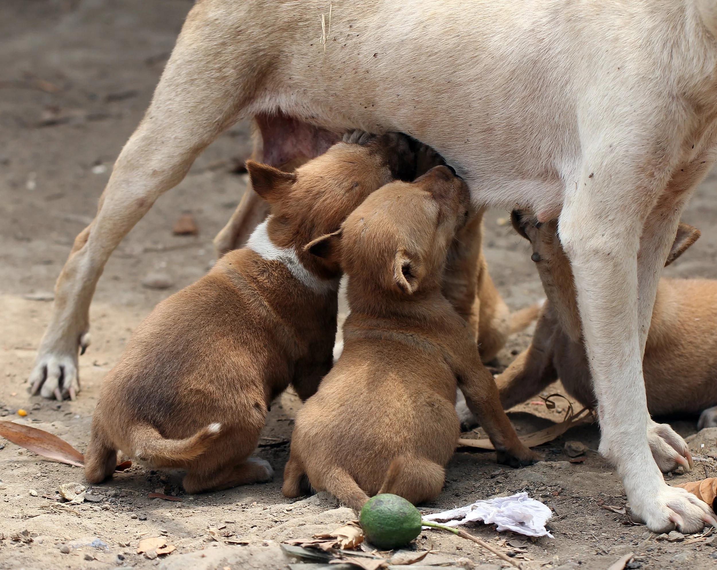 2015 Huai Mai Dee Huai Kha Khaeng Wildlife Refute (13).JPG