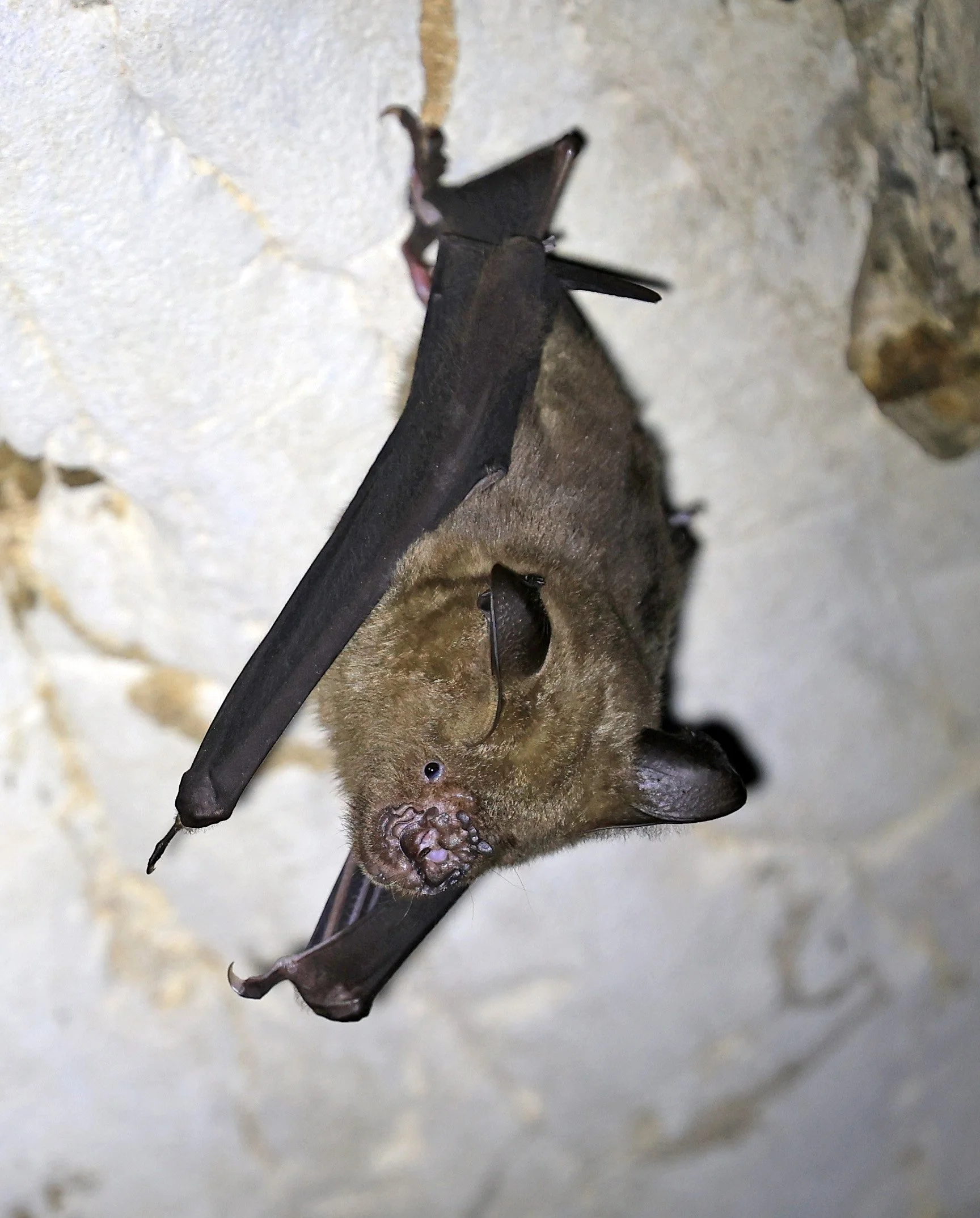 Great Himalayan Leaf-nosed Bat (Hipposideros armiger) Wat Sa Nam Sai Temple Pak Chong Thailand (17).jpg