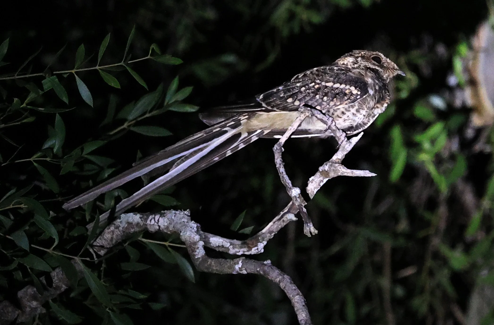 Scissor-tailed Nightjar (Hydropsalis torquata) Agua Dulce Paraguay (6).jpg