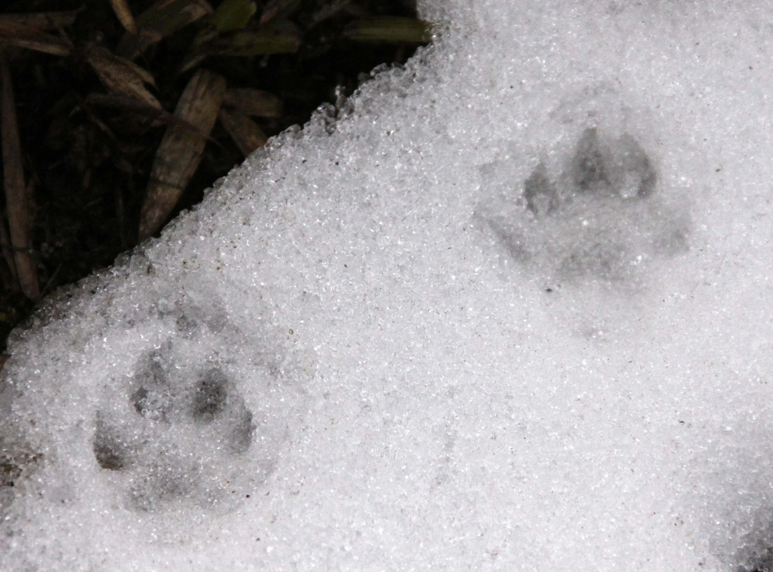 Red Panda Tracks