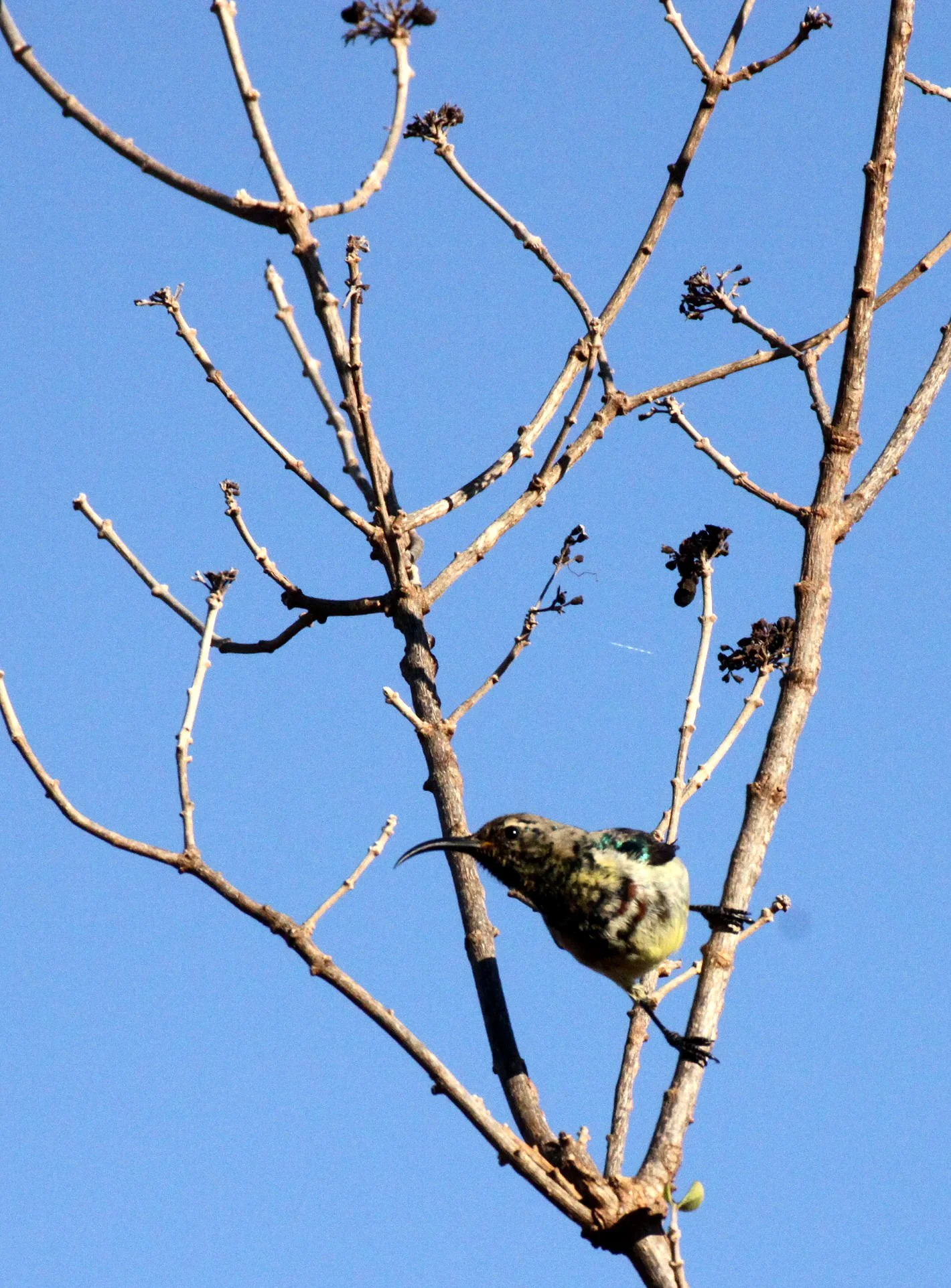 BIRD - SUNBIRD - SOUIMANGA SUNBIRD - NECTARINIA SOUIMANGA - BERENTY RESERVE MADAGASCAR (7).JPG