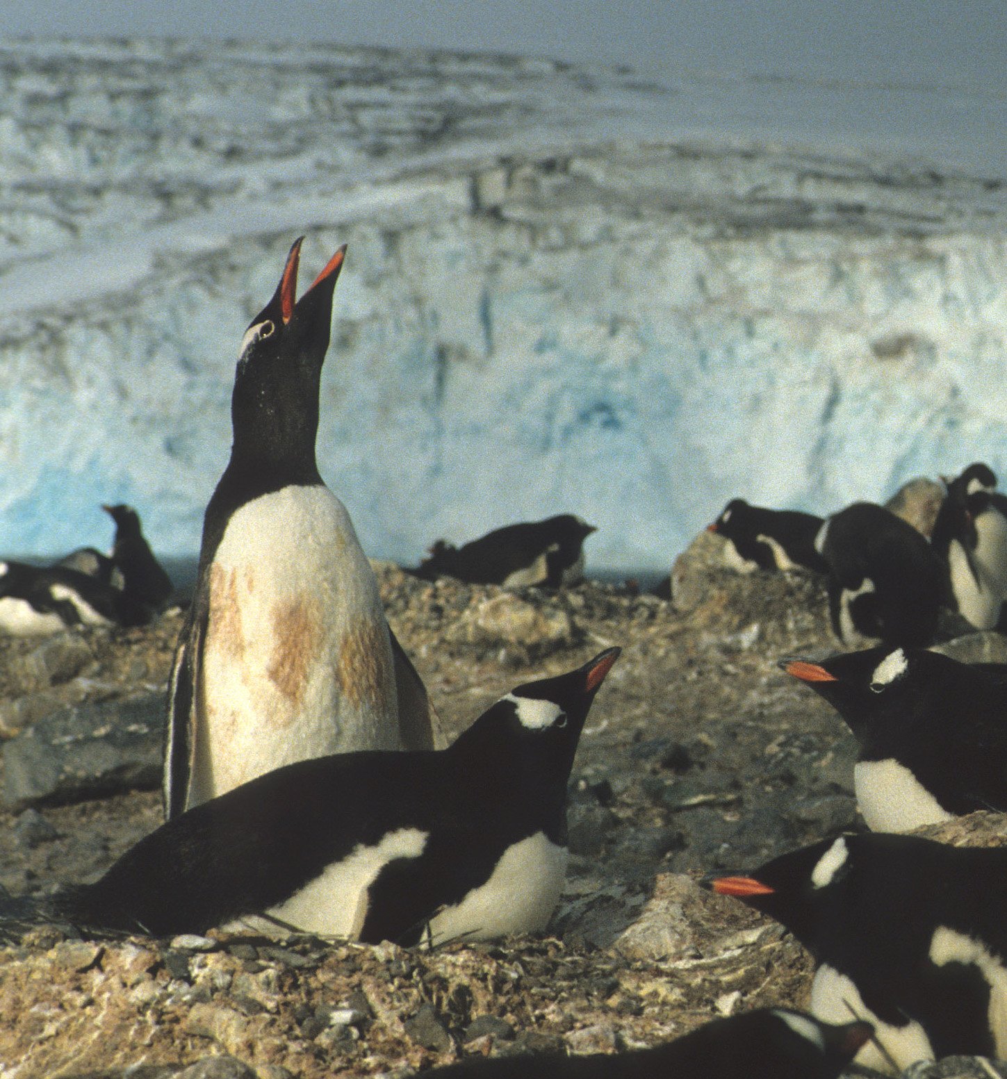 Gentoo Penguin (Pygoscelis papua) Antarctic Peninsula scanned slides 1996 (22).jpg
