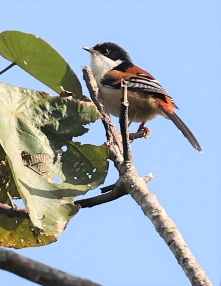 SIBIA - RUFOUS-BACKED SIBIA - Leioptila annectens - DOI LANG WEST, DOI PHA HOM KHA NP, CHIANG MAI DEC 2021 (4).jpg