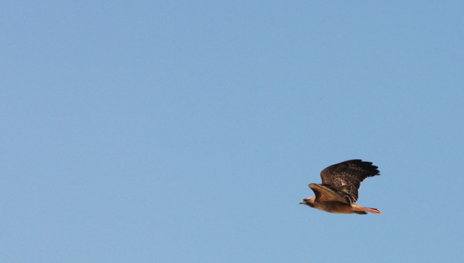 Buteo jamaicensis - RED-TAILED HAWK - KERN NATIONAL WILDLIFE REFUGE CALIFORNIA (13).JPG