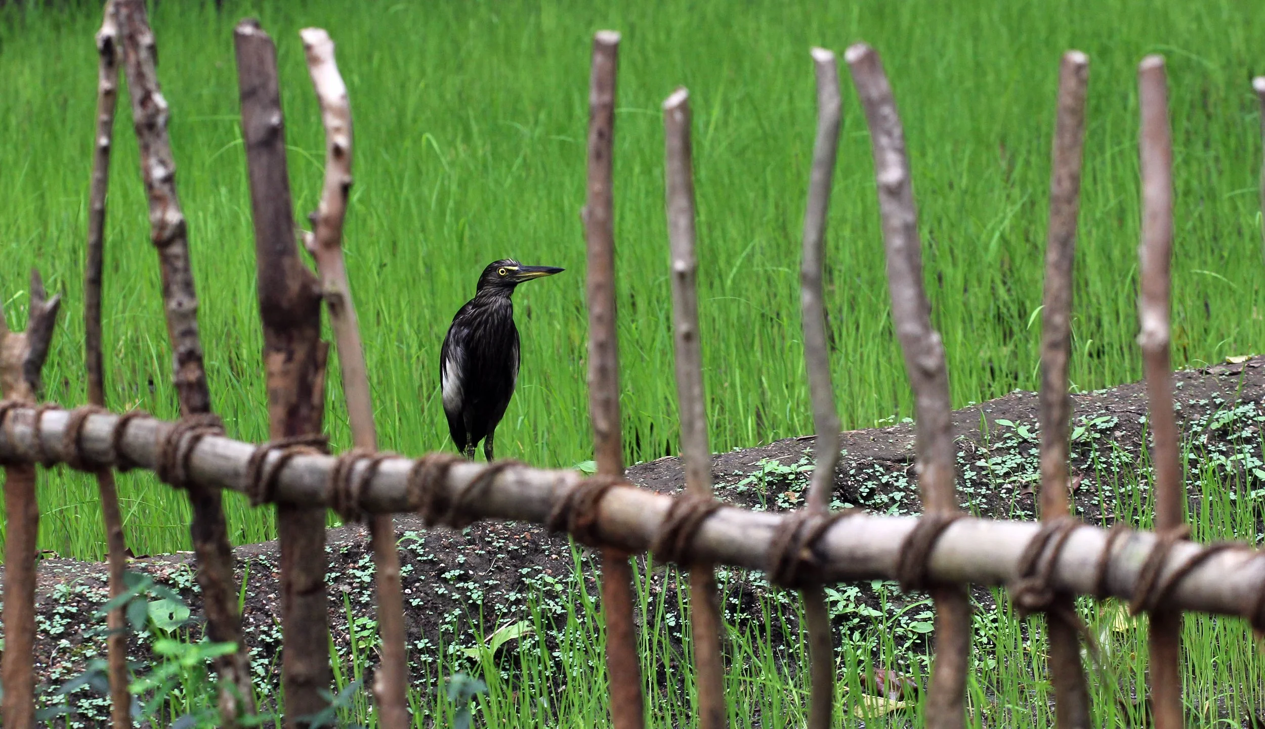 HERON - INDIAN POND HERON - Ardeola grayii - SIRIGIYA FOREST AREA SRI LANKA (5).JPG