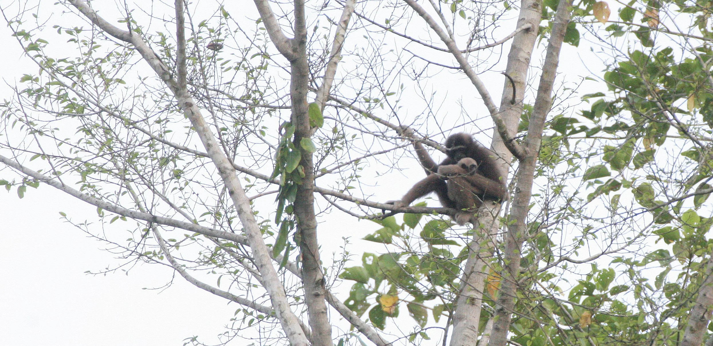 HYLOBATIDAE - Hylobates muelleri - MUELLER'S (GRAY) GIBBON - TABIN WILDLIFE RESERVE  (143).JPG