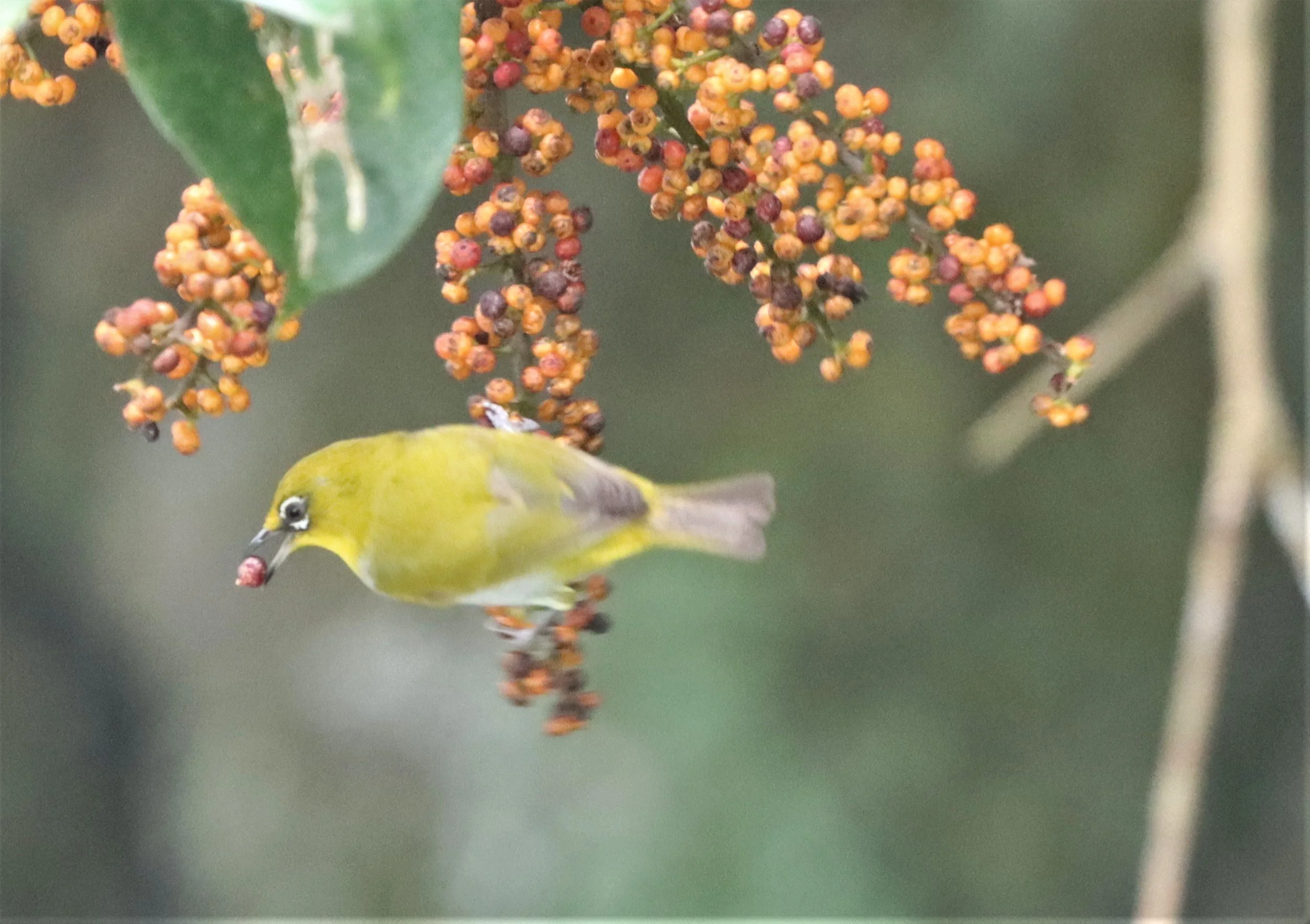 Indian White-eye (Zosterops palpebrosus) Doi Ang Kang Chiang Mai (19).jpg