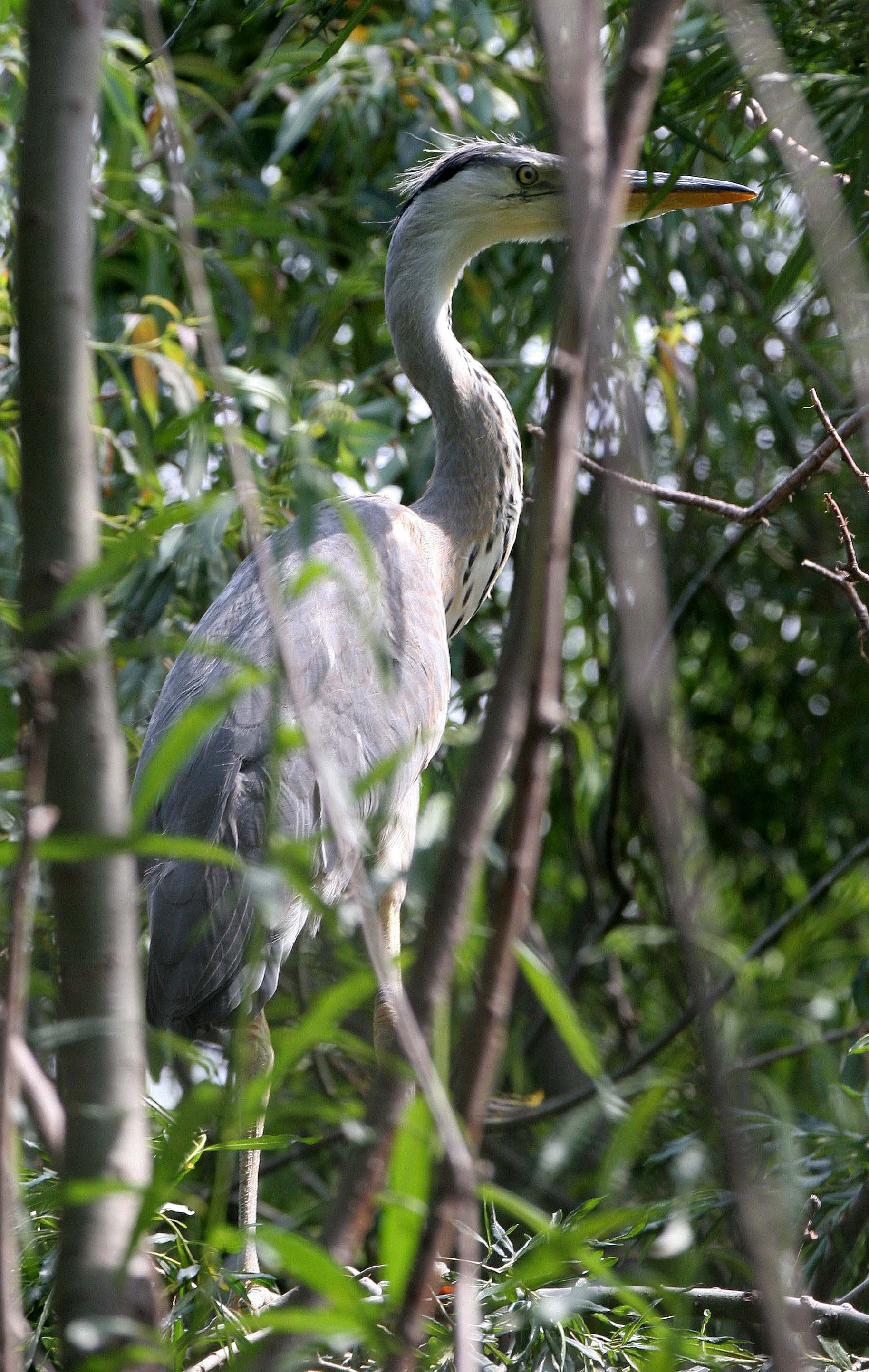 HERON - GREY HERON -  Ardea cinerea - ROOKERY IN SELENGA DELTA - LAKE BAIKAL RUSSIA (17).jpg