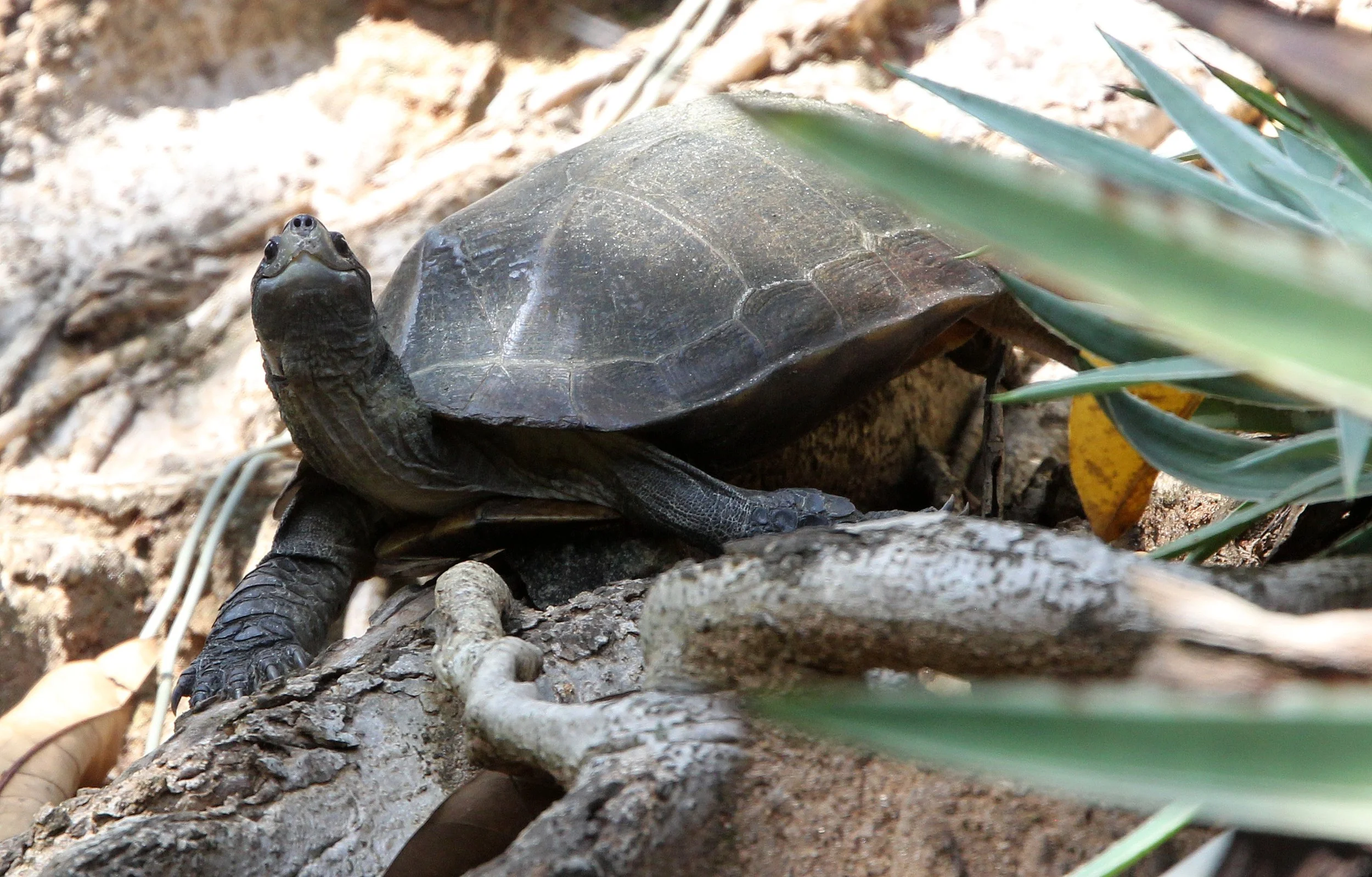 Turtle Species Unidentified - Sri Lanka