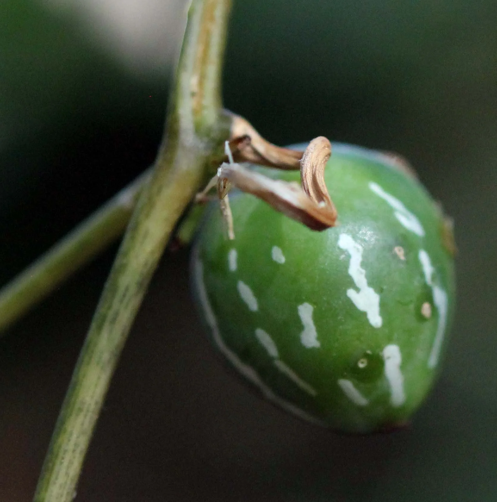 VALPARAI TAMIL NADU INDIA - PHOTO BY SOM SMITH (9).JPG