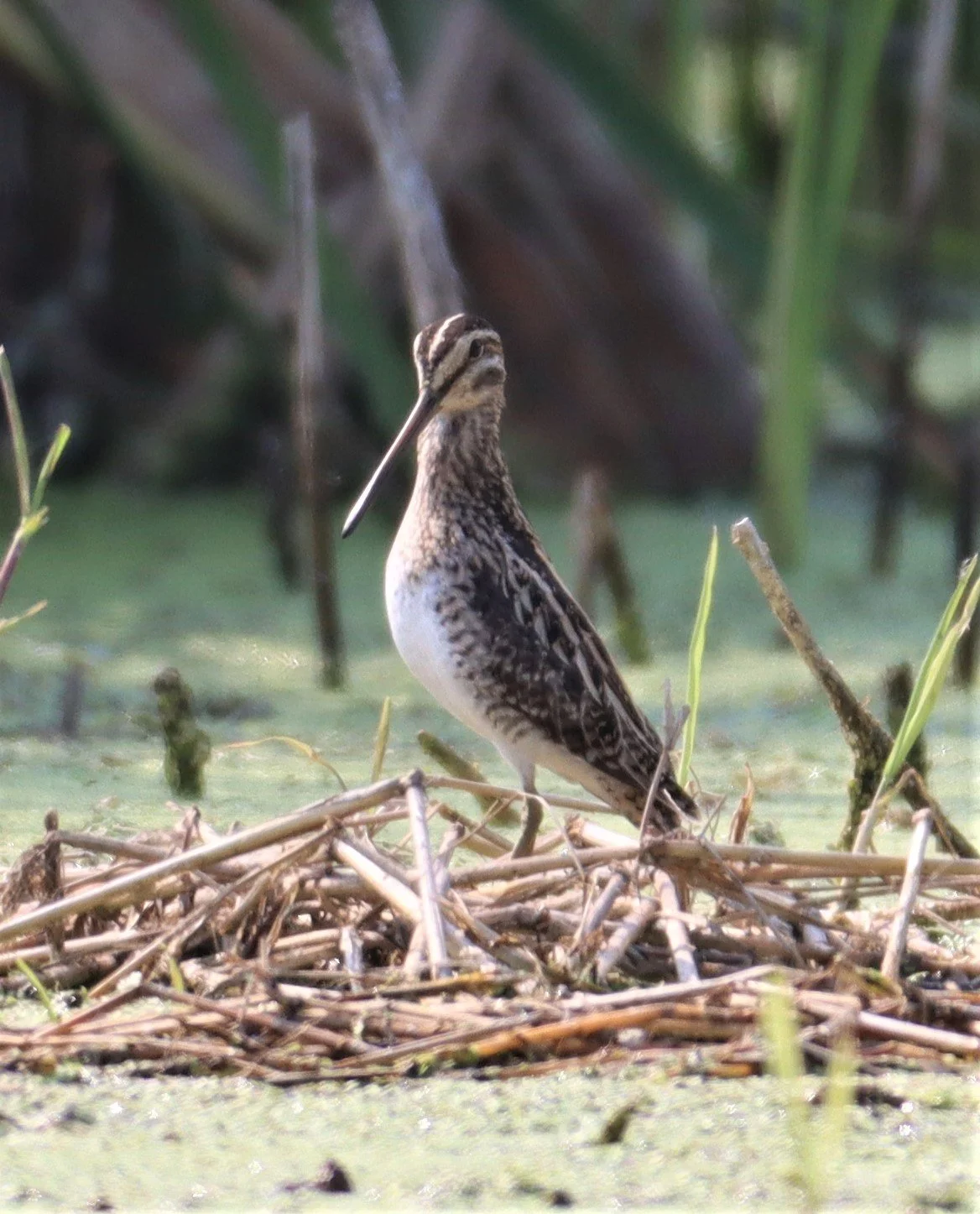 SNIPE - COMMON SNIPE - Gallinago gallinago - LAT KRABANG WETLANDS NEAR BKK (9).jpg