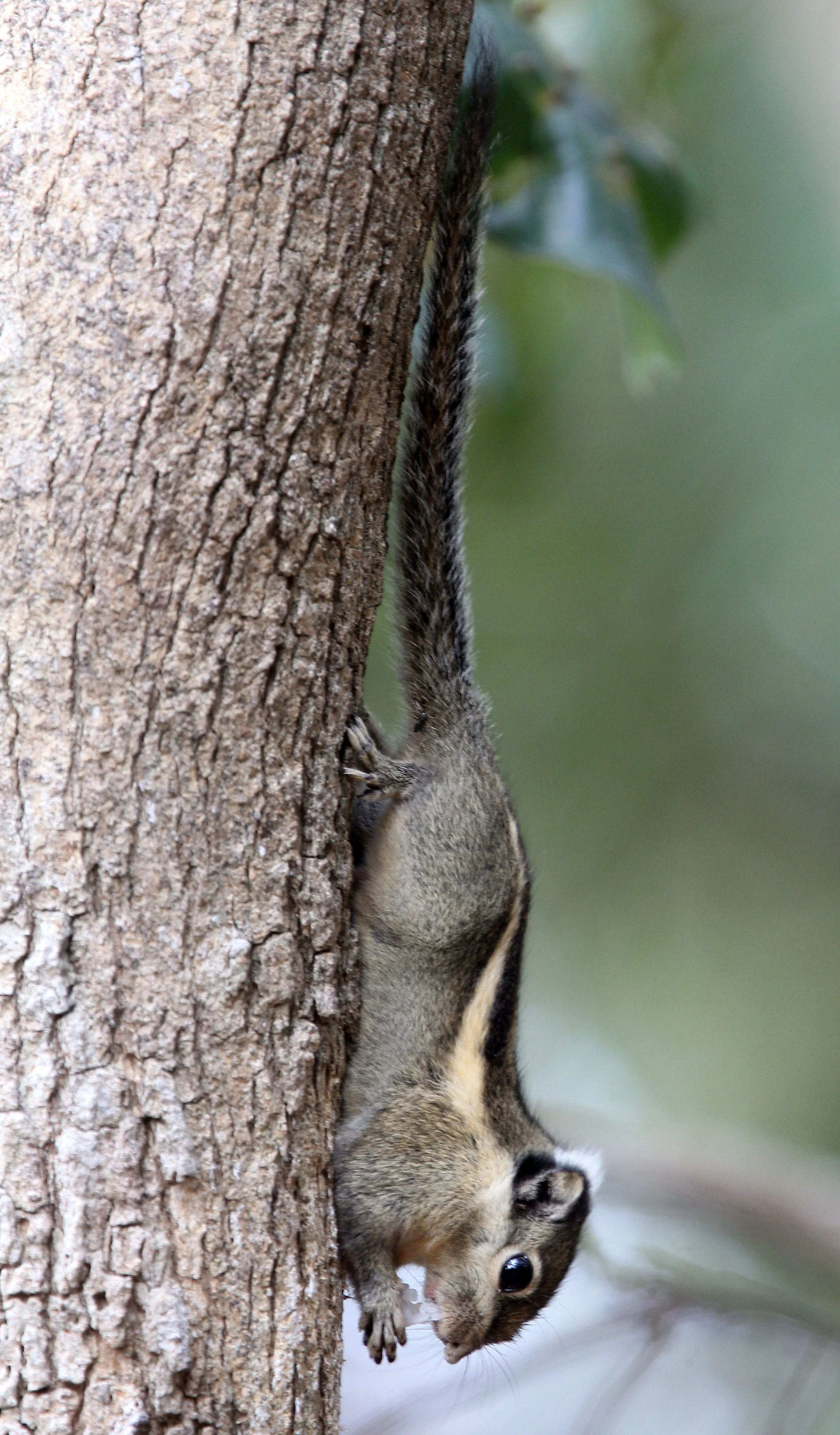 Tamiops rodolphii - CAMBODIAN STRIPED SQUIRREL - WAT PHATAK SUA NONGKAI PROVINCE THAILAND (9).JPG