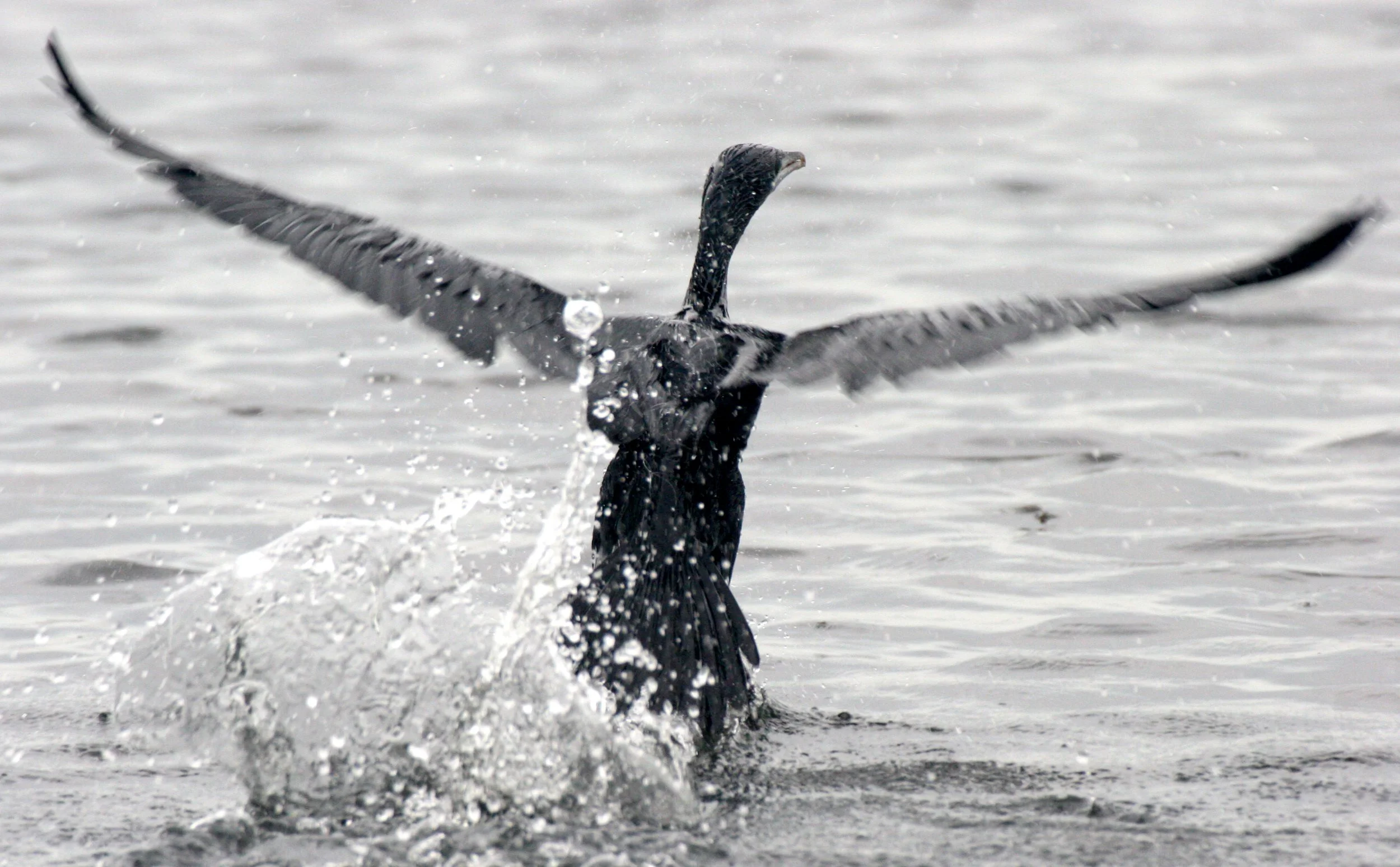 Microcarbo niger - Little Cormorant - Bueng Boraphet Thailand (36).JPG