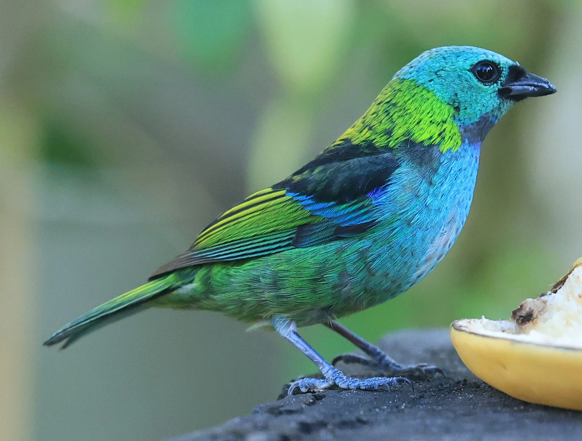 Green-headed Tanager (Tangara seledon)  Superagui National Park, Brazil (235).jpg