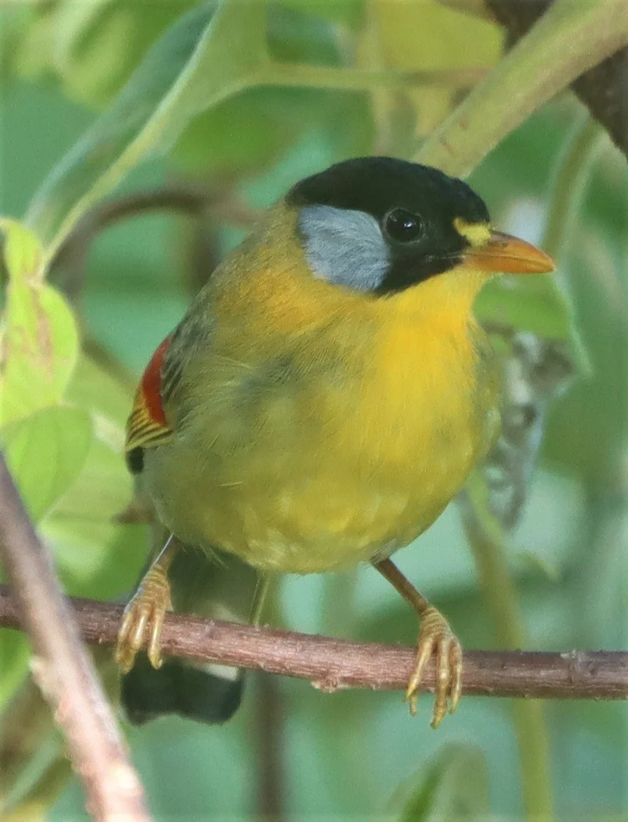 MESIA - SILVER-EARED MESIA - Leiothrix argentauris - DOI ANG KANG CHIANG MAI (4).jpg