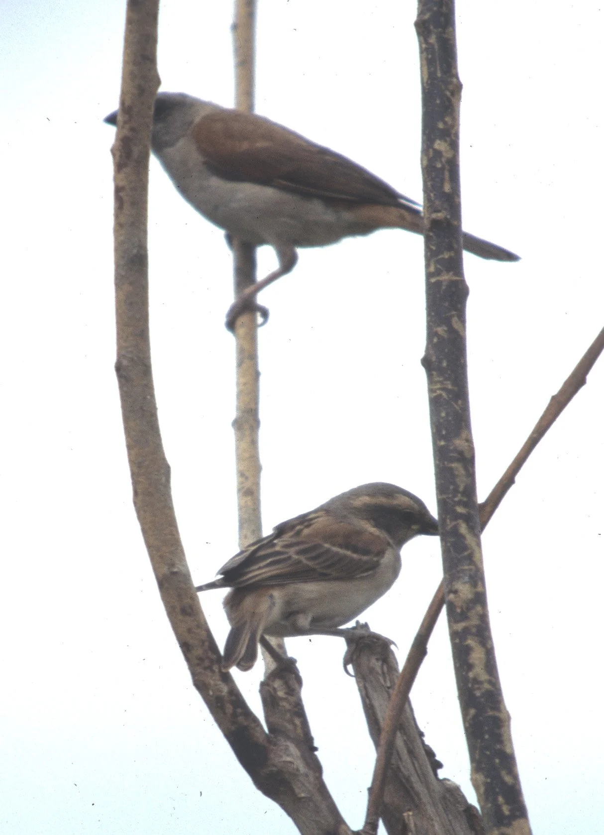 BIRDS - SPARROW - YELLOWTHROATED WITH GREY HEADED - UGANDA.jpg