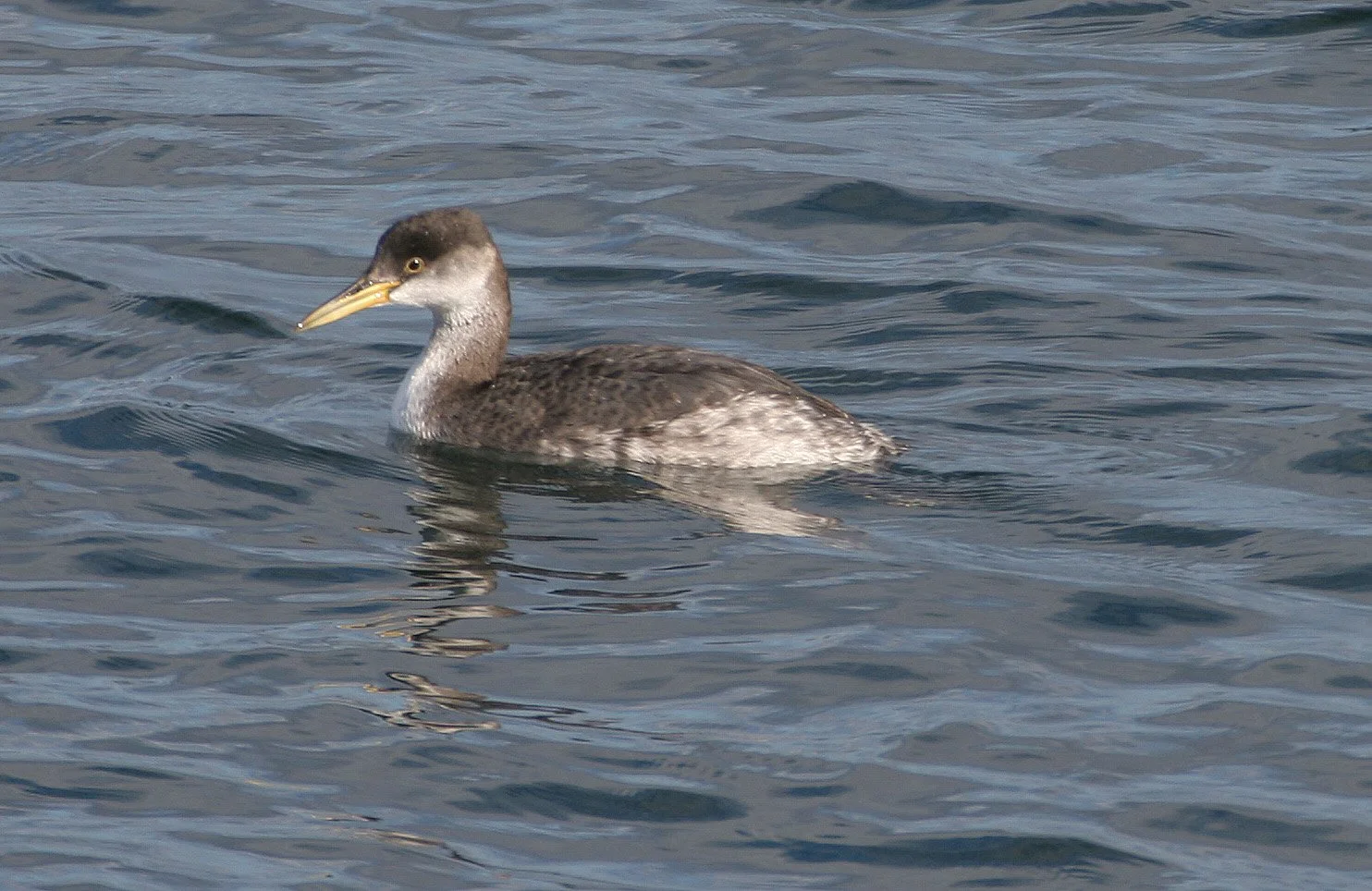 Red-necked Grebe (Podiceps grisegena) Port Angeles Harbor & Strait of Juan de Fuca Washington (3).jpg