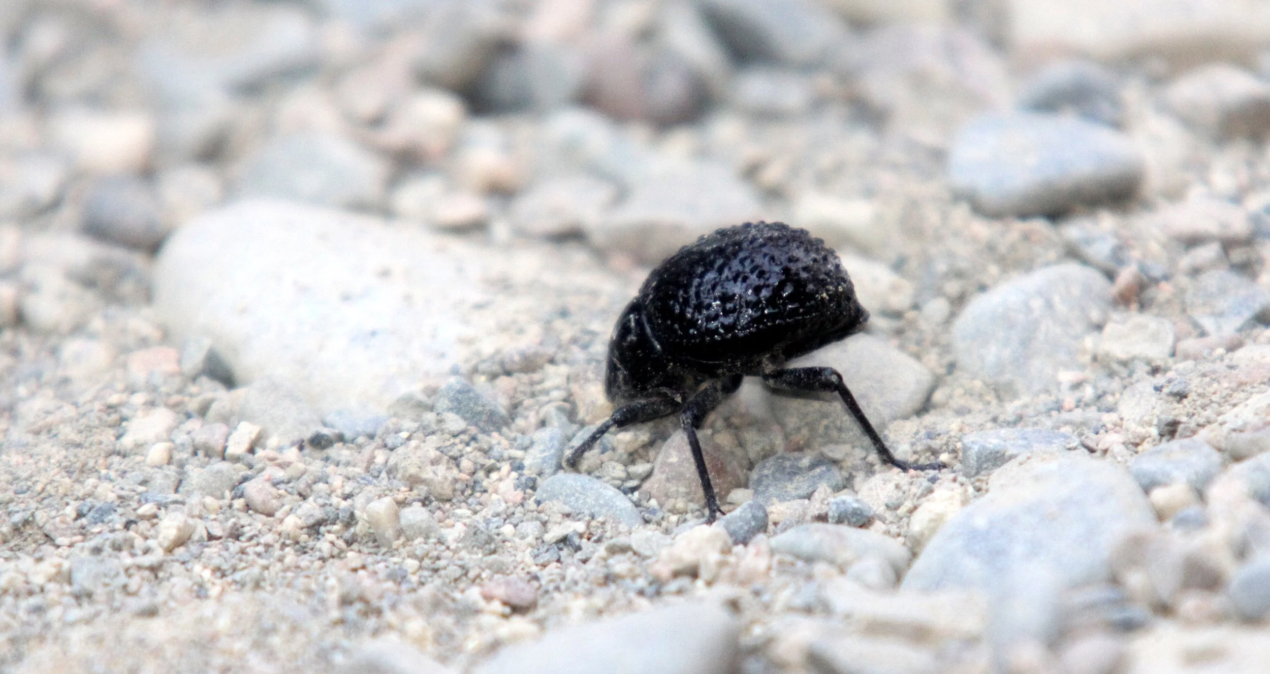 Tenebrionid beetle (Onymacris unguicularis) - Sussusvlei, Namibia