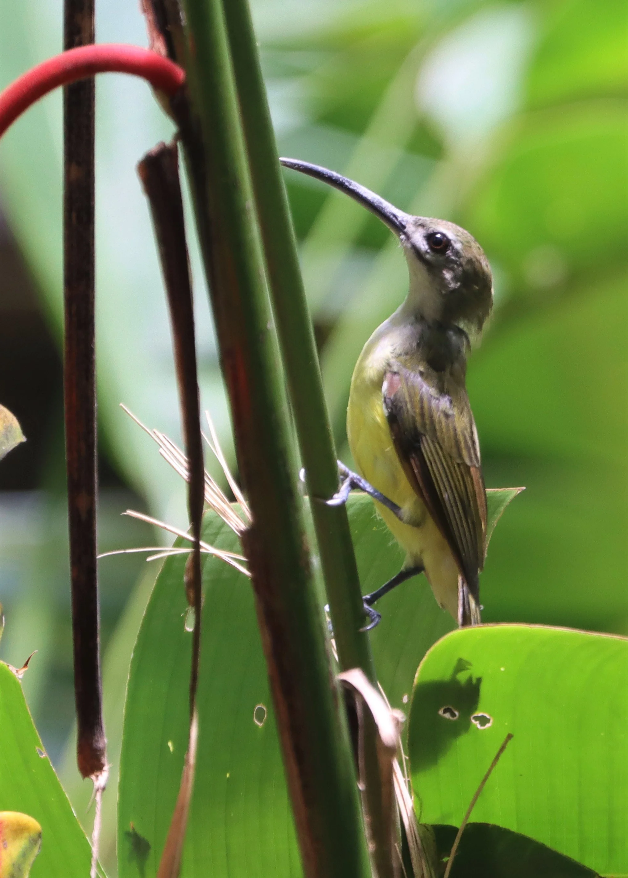 SPIDERHUNTER - LITTLE SPIDERHUNTER - Arachnothera longirostra - BAAN MAKA PETCHABURI (7).JPG