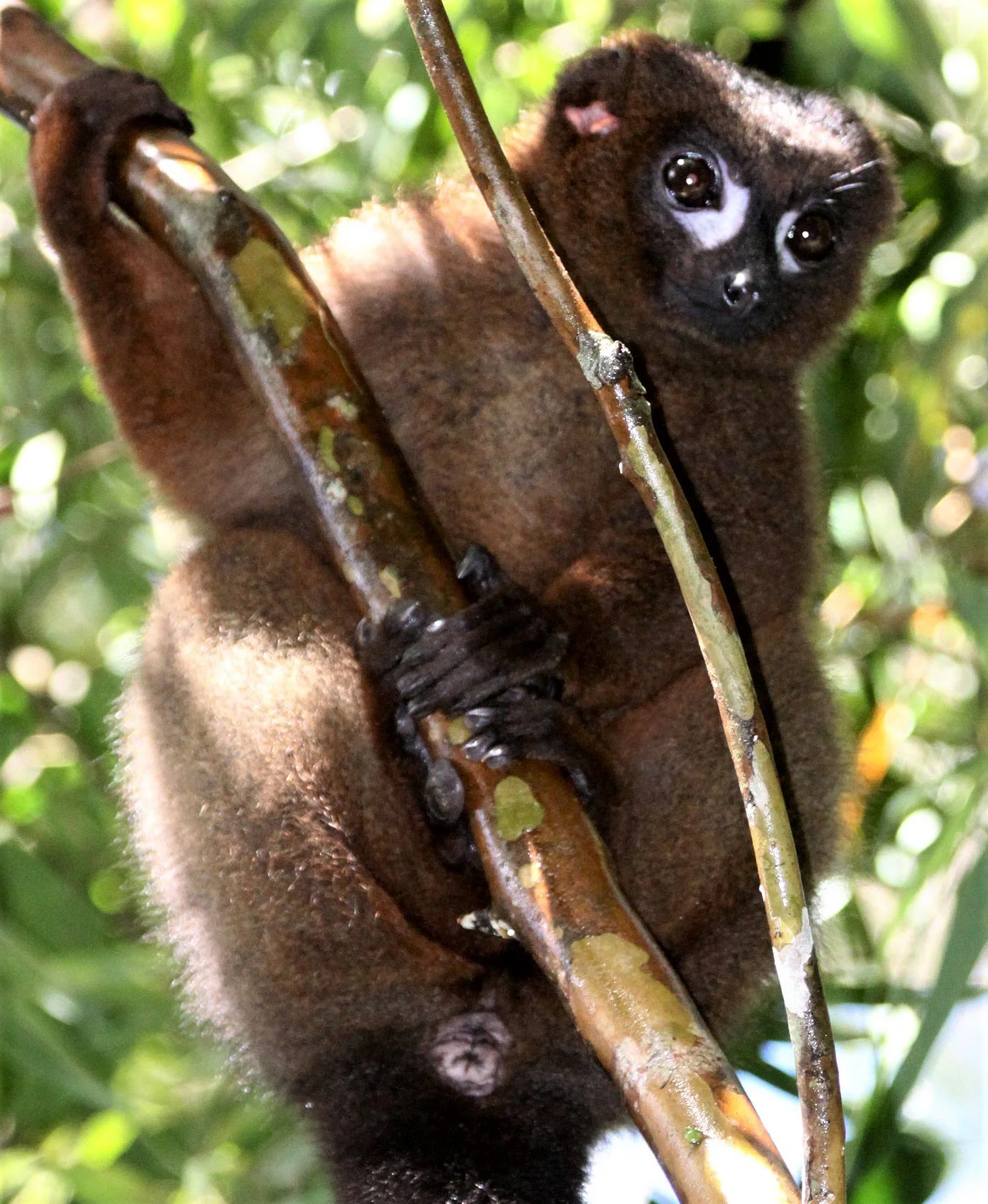 LEMURIDAE - Eulemur rubriventer - RED-BELLIED LEMUR - RANOMAFANA NATIONAL PARK MADGASCAR aa32.jpg