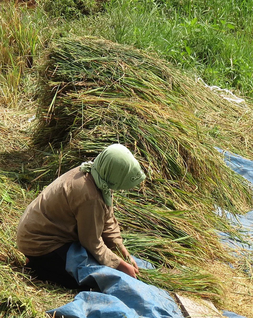HALIMUN  NATIONAL PARK - JAVA BARAT INDONESIA (15).JPG