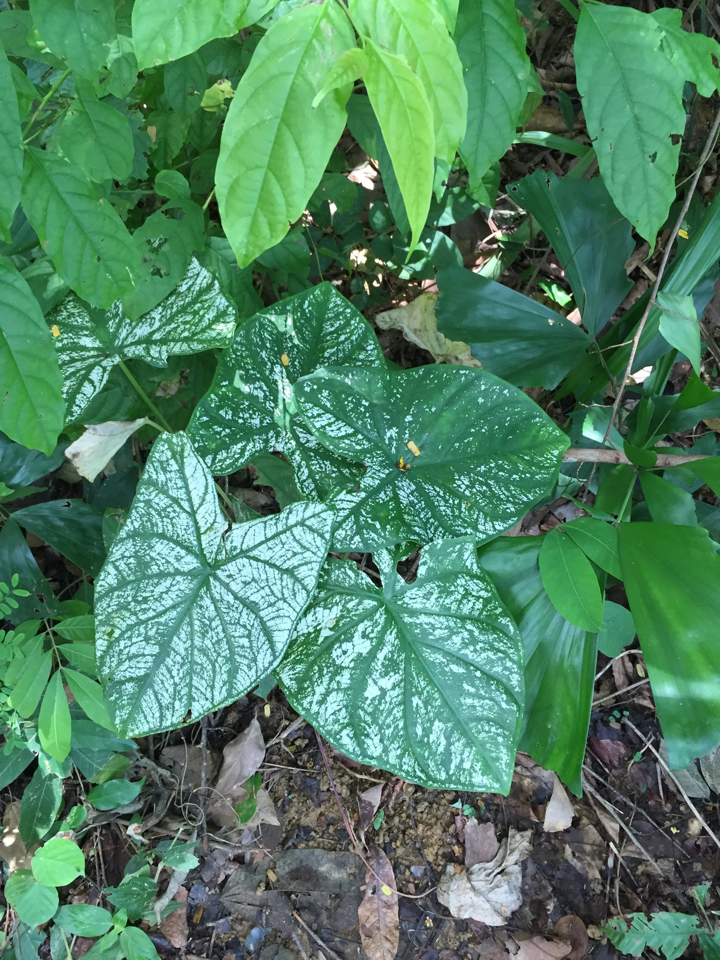 2015 Koh Lanta Garden & Nature (309).jpg