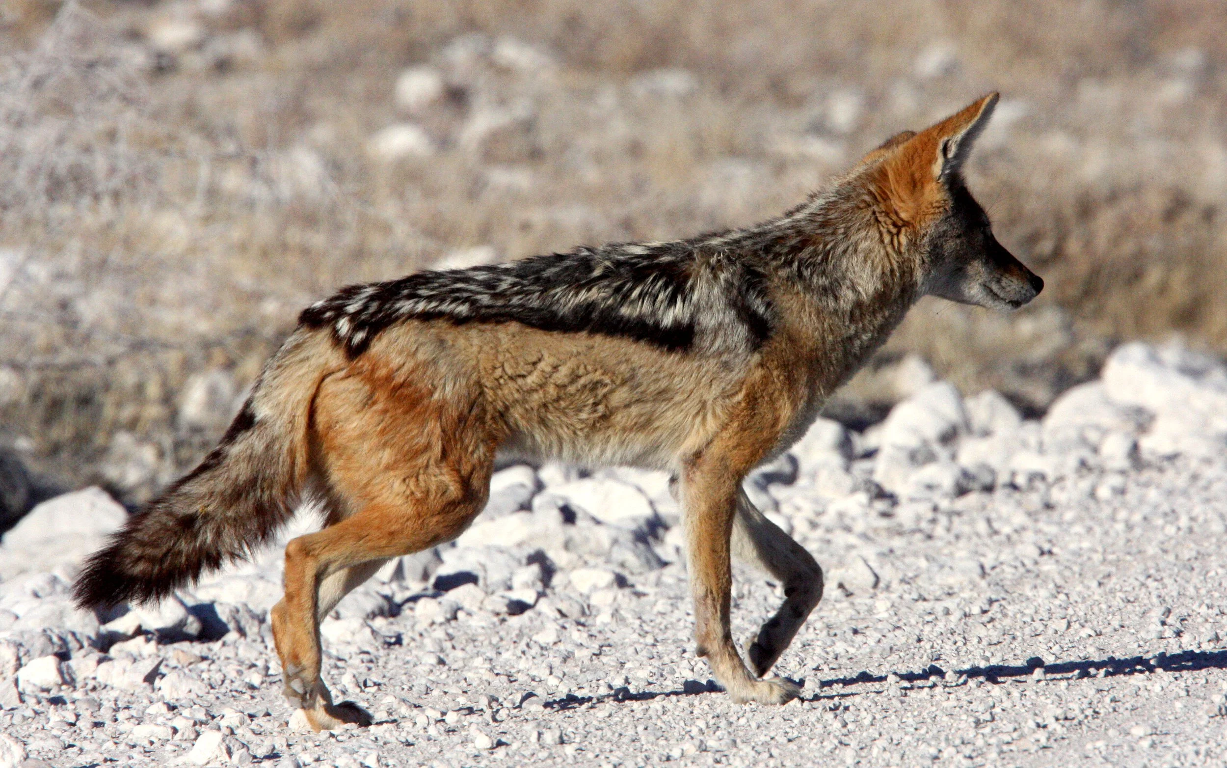JACKAL - Lupulella mesomelas mesomelas - CAPE BLACK-BACKED JACKAL - ETOSHA NATIONAL PARK NAMIBIA (21).JPG