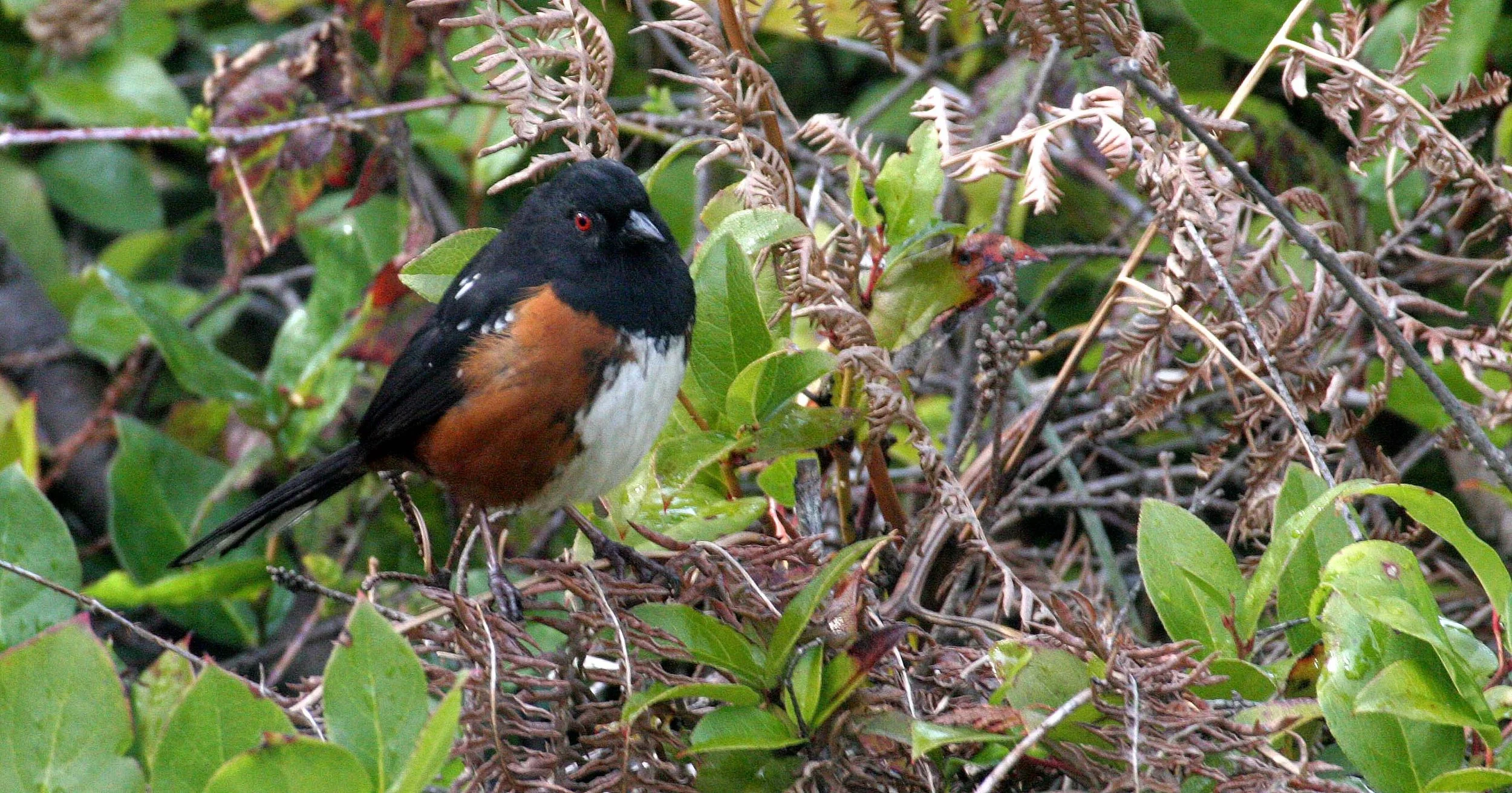 Spotted Towhee (Pipilo maculatus) Port Angeles Washington (11).jpg