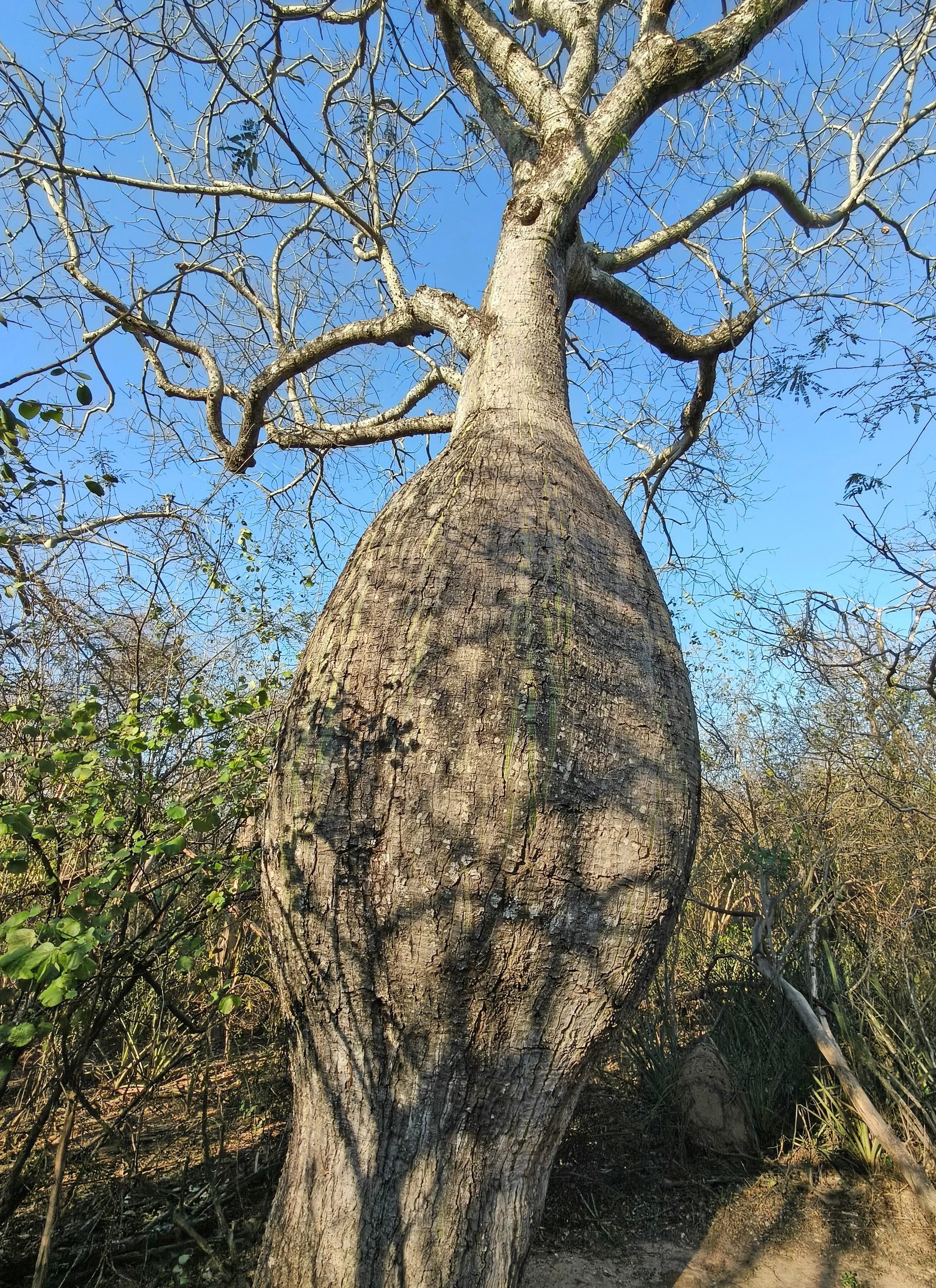Ceiba chodatii