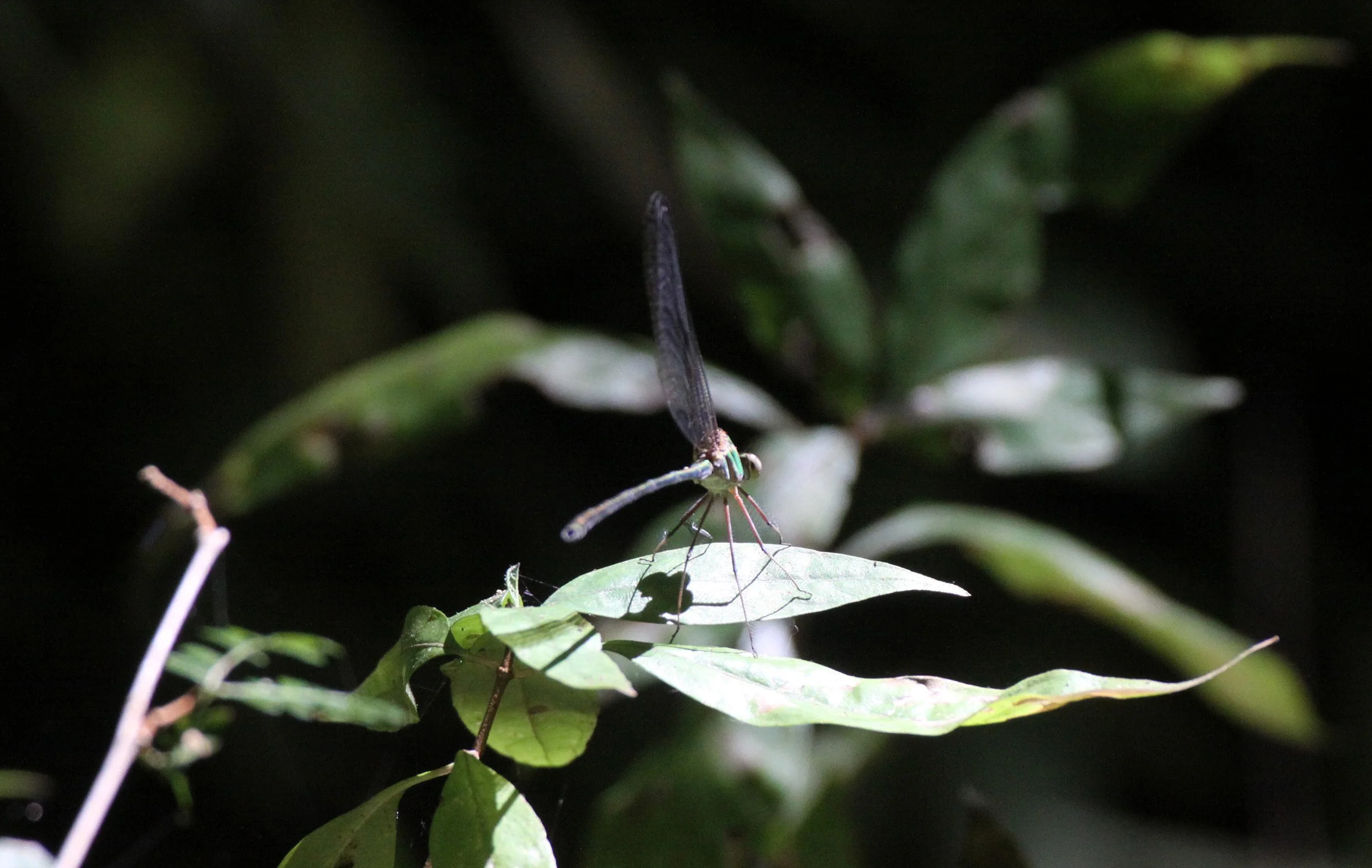 Odonata species - Damselfly - Ankarana Madagascar