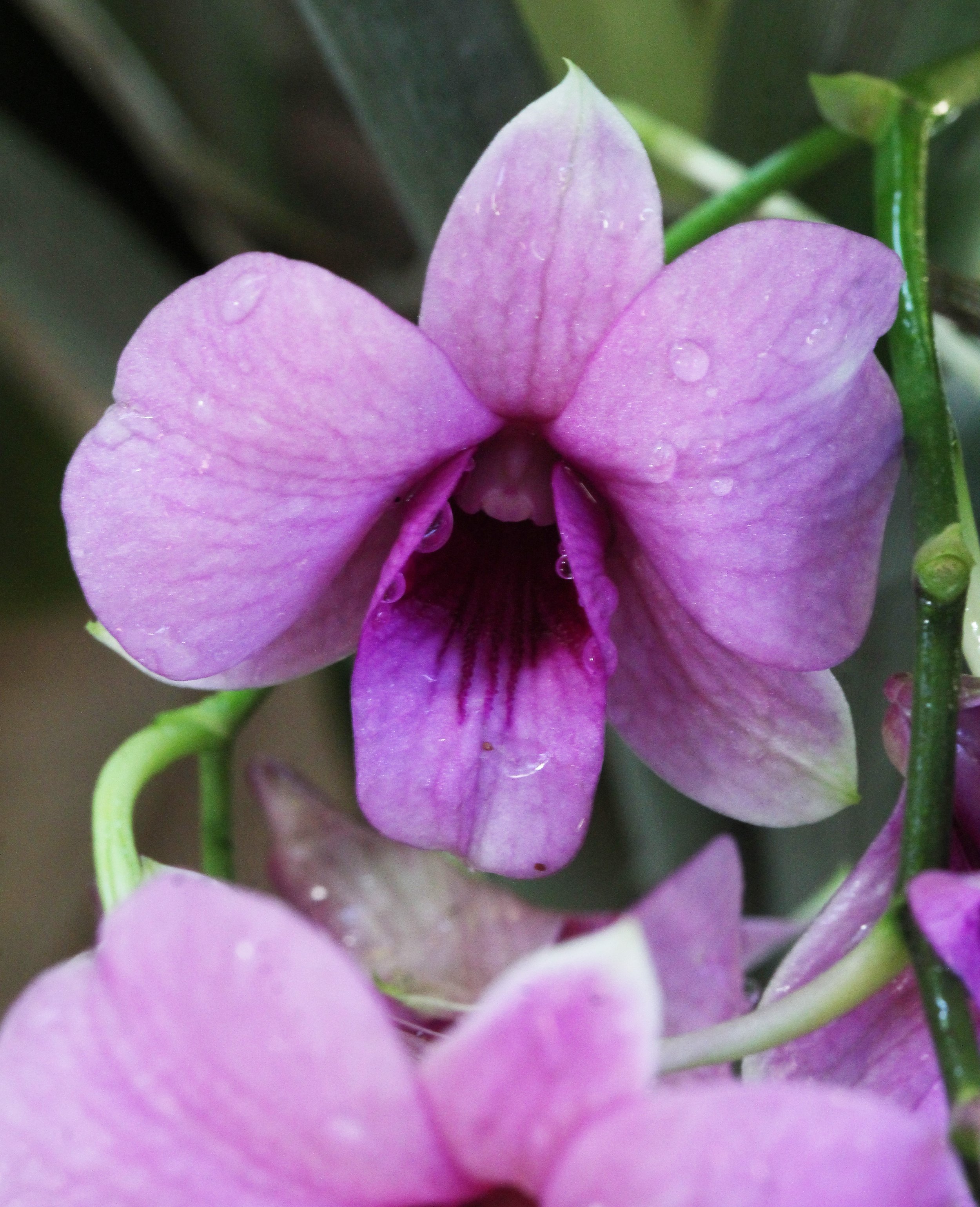 2015 Bangkok Sunset, Orchids and Misc (7).JPG