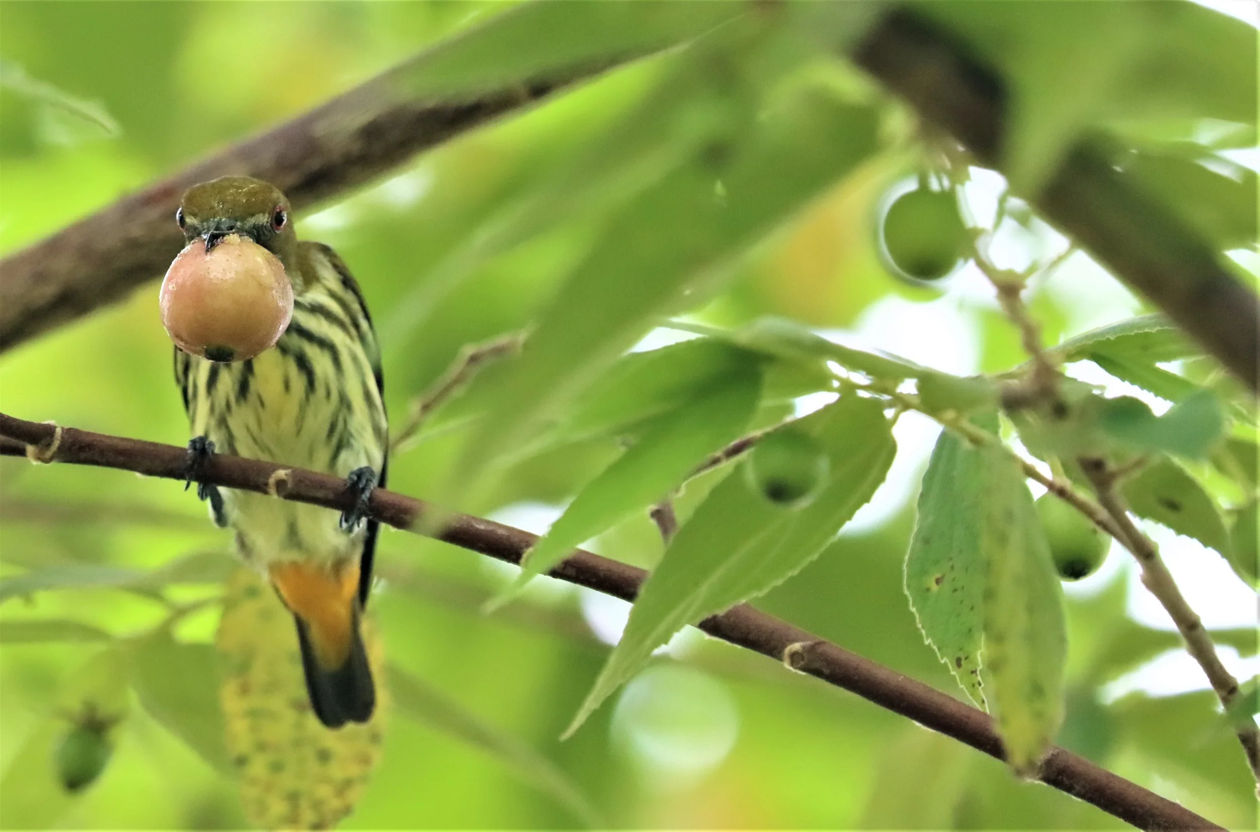FLOWERPECKER - YELLOW-VENTED FLOWERPECKER - Dicaeum chrysorrheum - BAAN MAKA - IMAGE BY GIFT  (35).jpg
