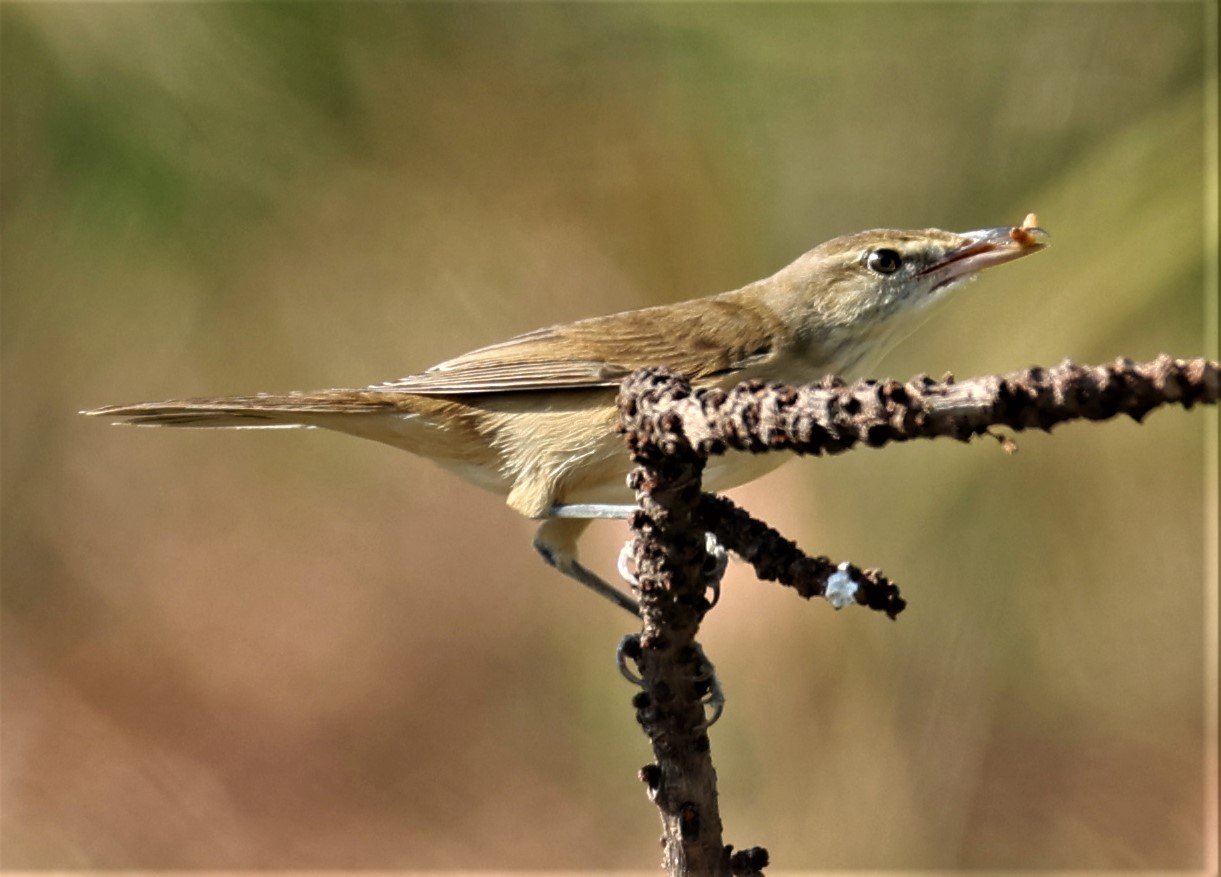 WARBLER - ORIENTAL REED WARBLER - Acrocephalus orientalis - PATHUM THANI RICE RESEARCH CENTER 11 DEC 2021 (16).jpg