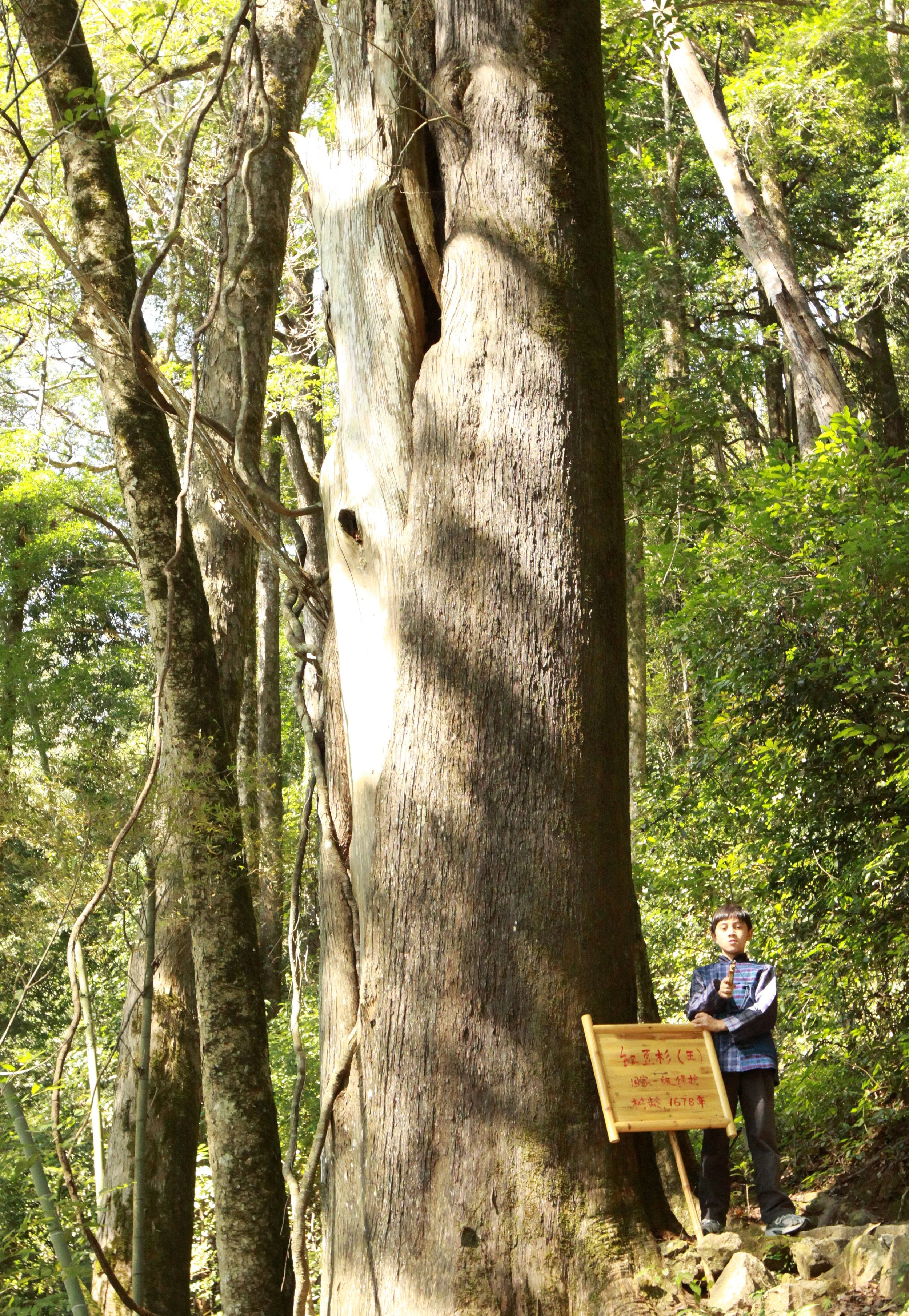 Chinese Yew Nature Reserve