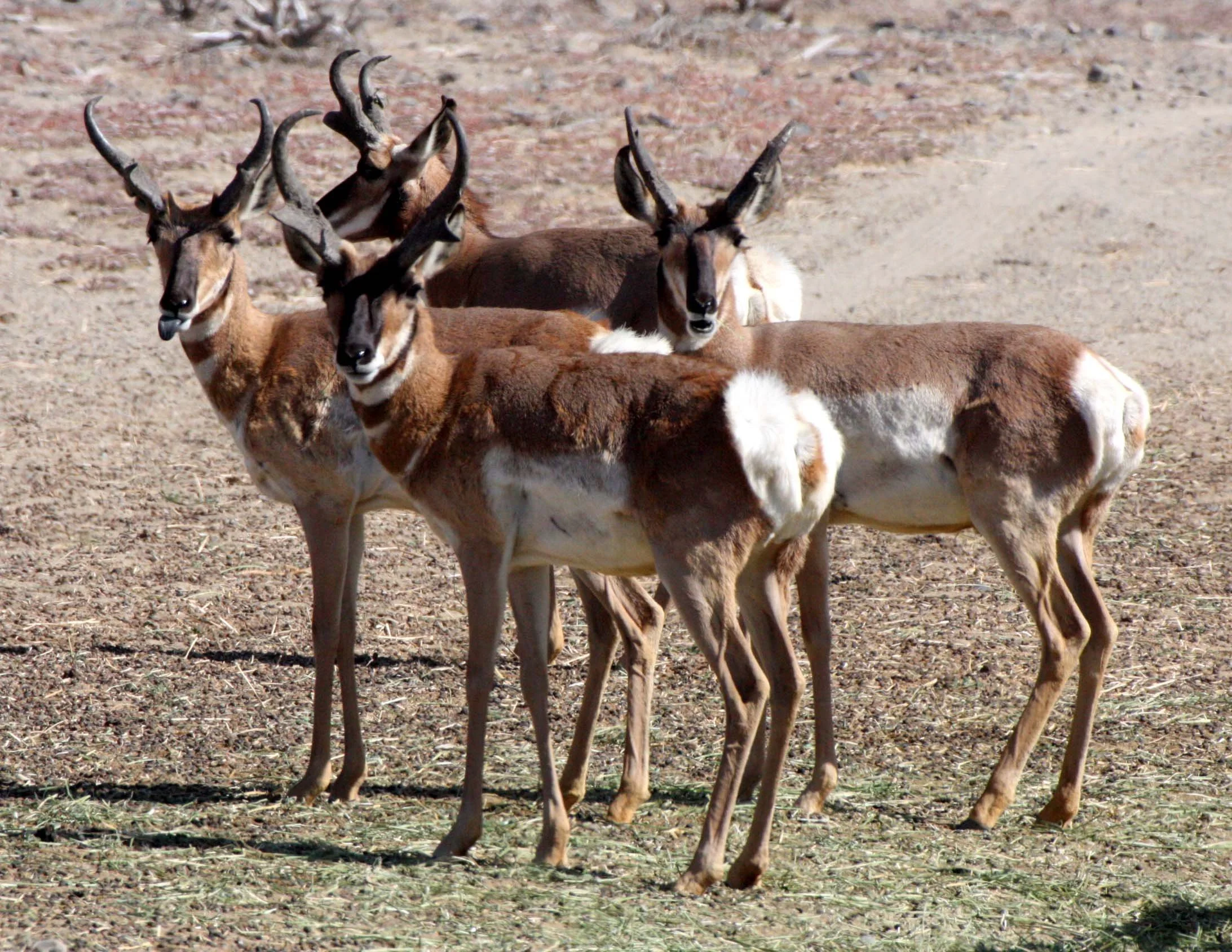 Antilocapra americana peninsularis - PENINSULAR PRONGHORN ANTELOPE - VIZCAINO BIOSPHERE RESERVE BAJA MEXICO (2).JPG