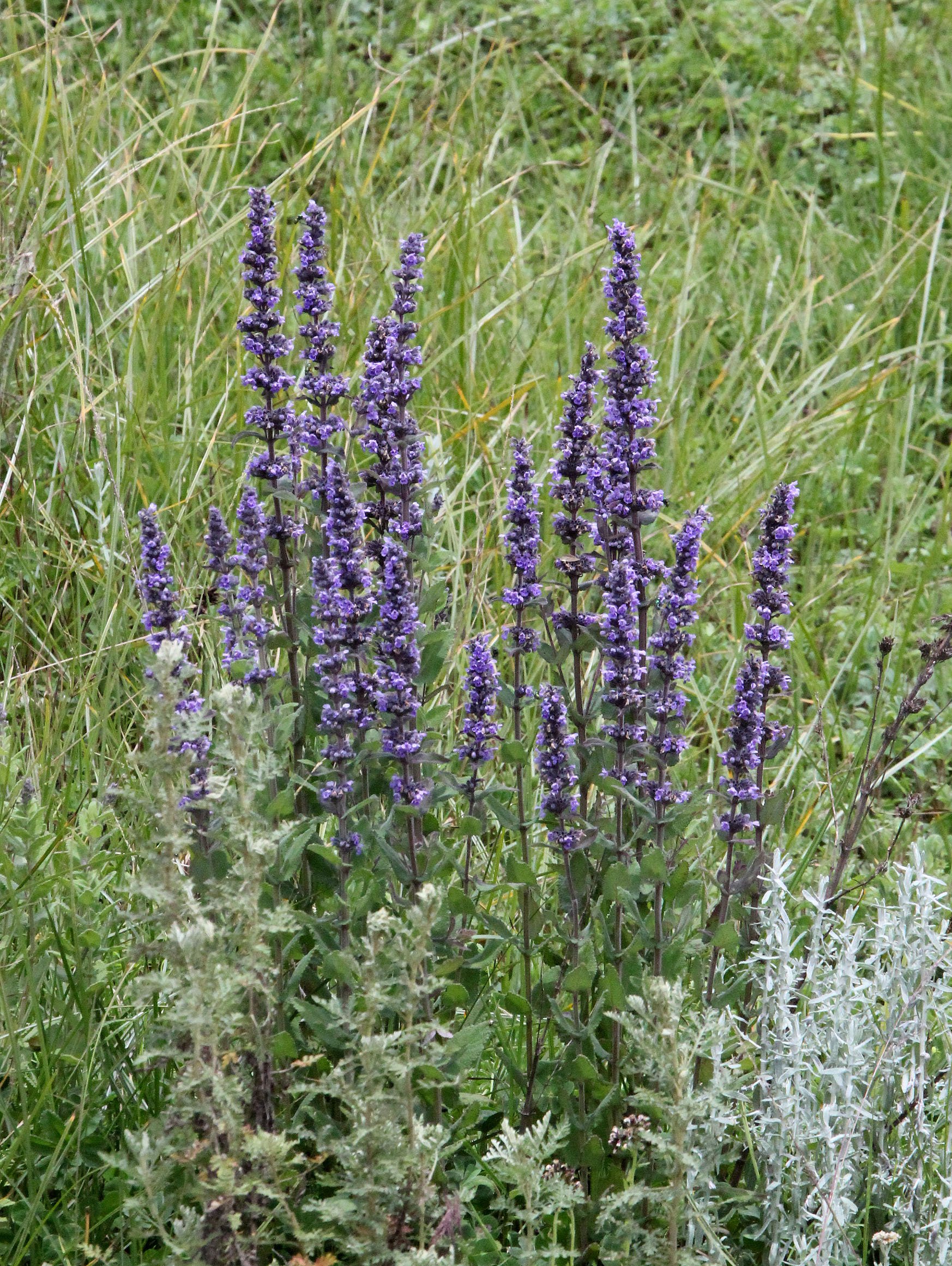 BALE MOUNTAINS NATIONAL PARK ETHIOPIA (375).JPG