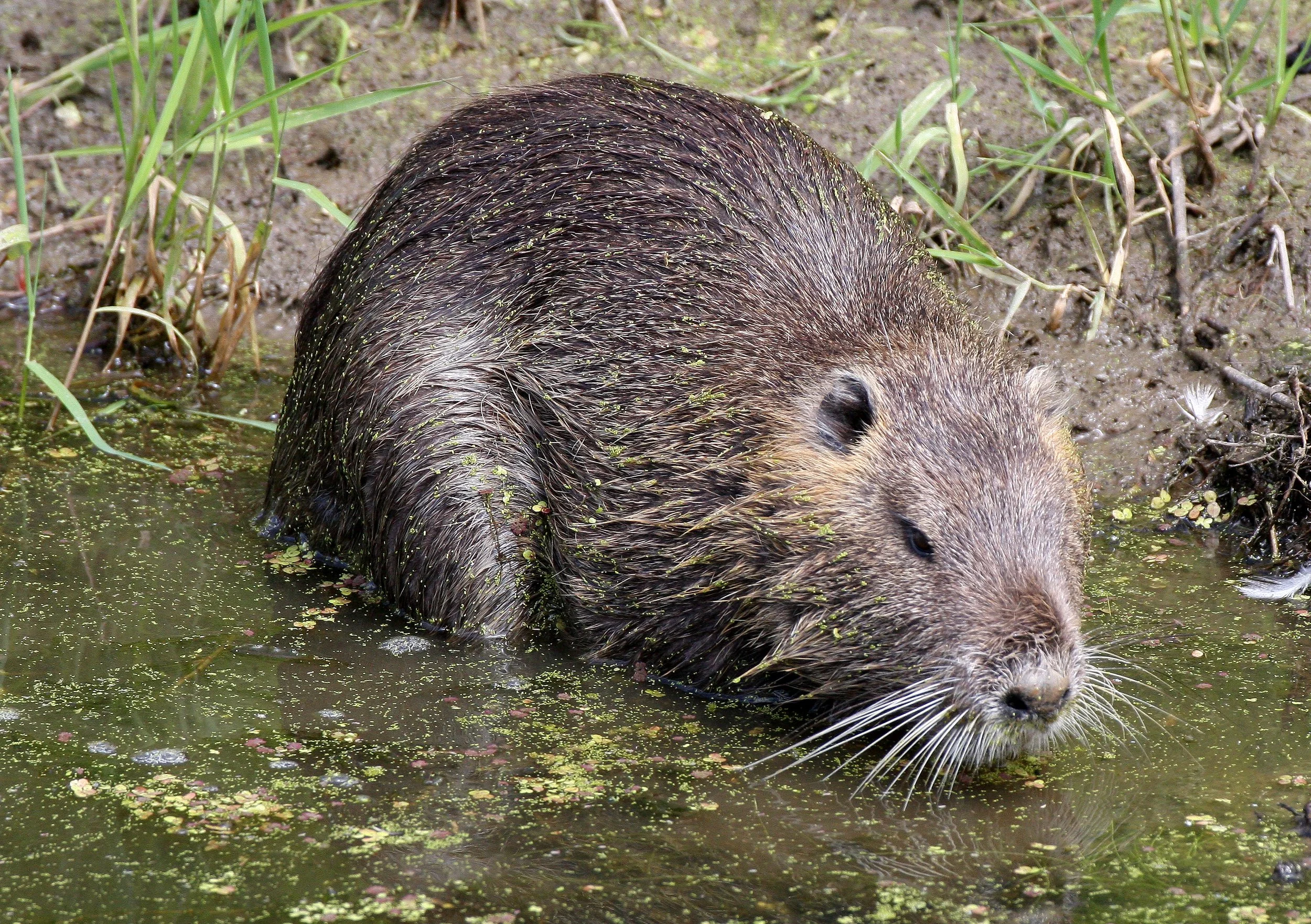Myocastor coypus - NUTRIA - RIDGEFIELD NATIONAL WILDLIFE REFUGE WASHINGTON (36).JPG