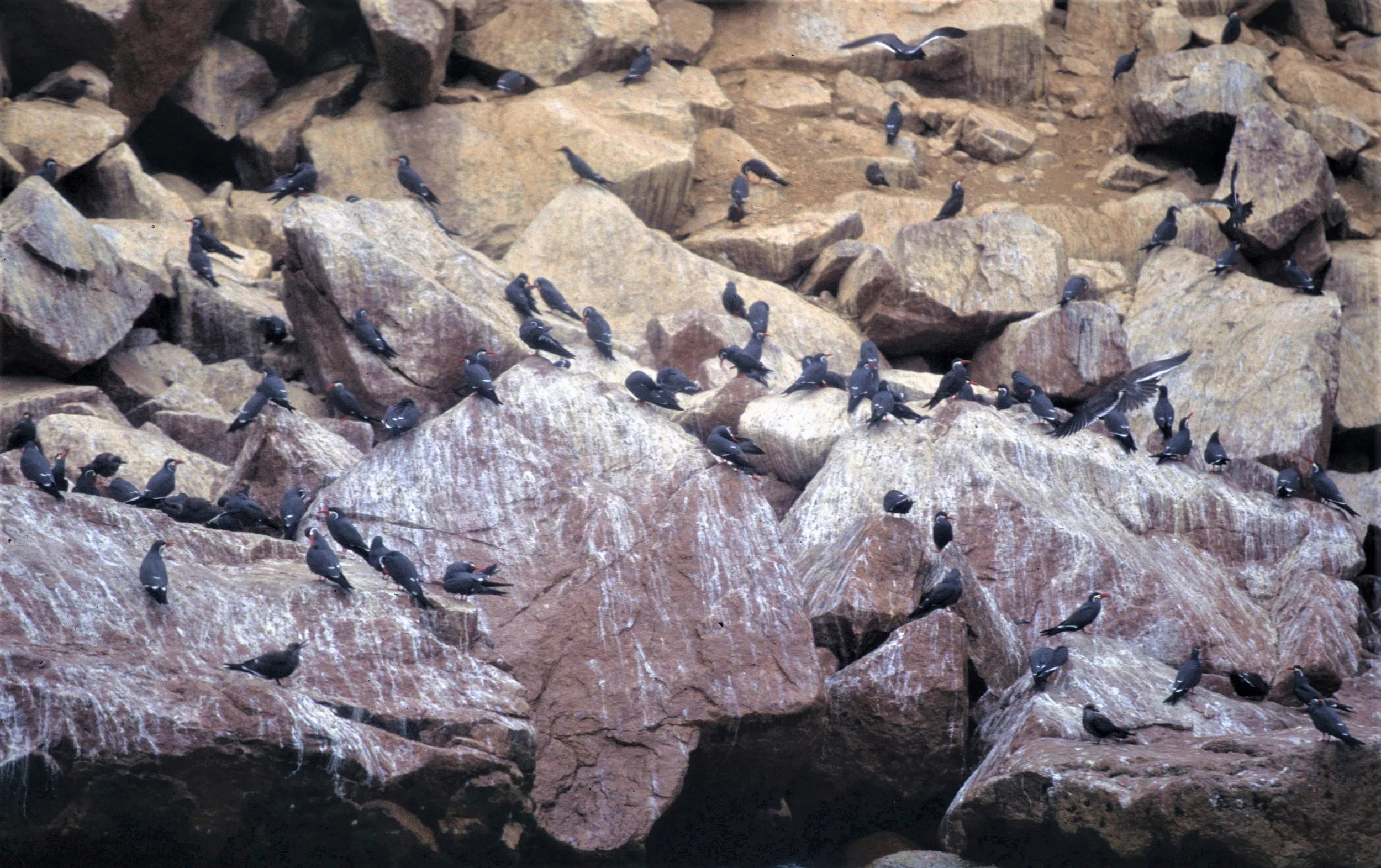 BIRD - TERN - INCA - PARACAS E.jpg