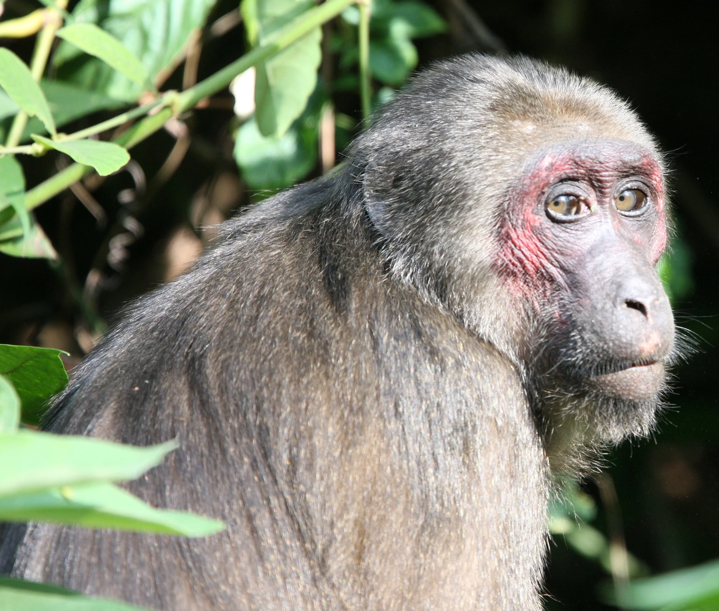 CERCOPITHECIDAE - Macaca arctoides - STUMP-TAILED MACAQUE - KAENG KRACHAN NATIONAL PARK THAILAND (65).JPG