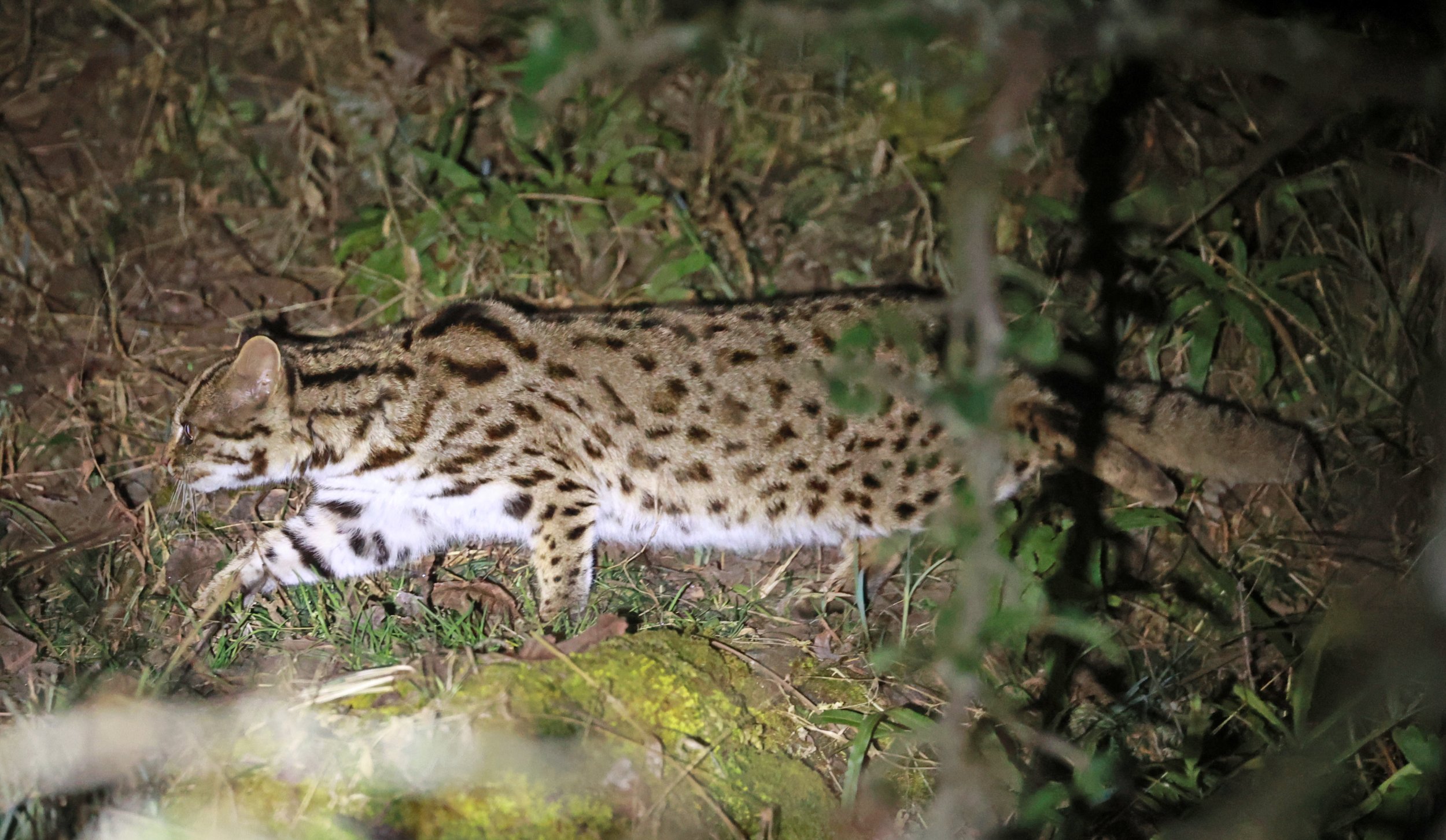Mainland Leopard Cat (Prionailurus bengalensis) Tangjiahe National Nature Reserve, Sichuan China (39).jpg