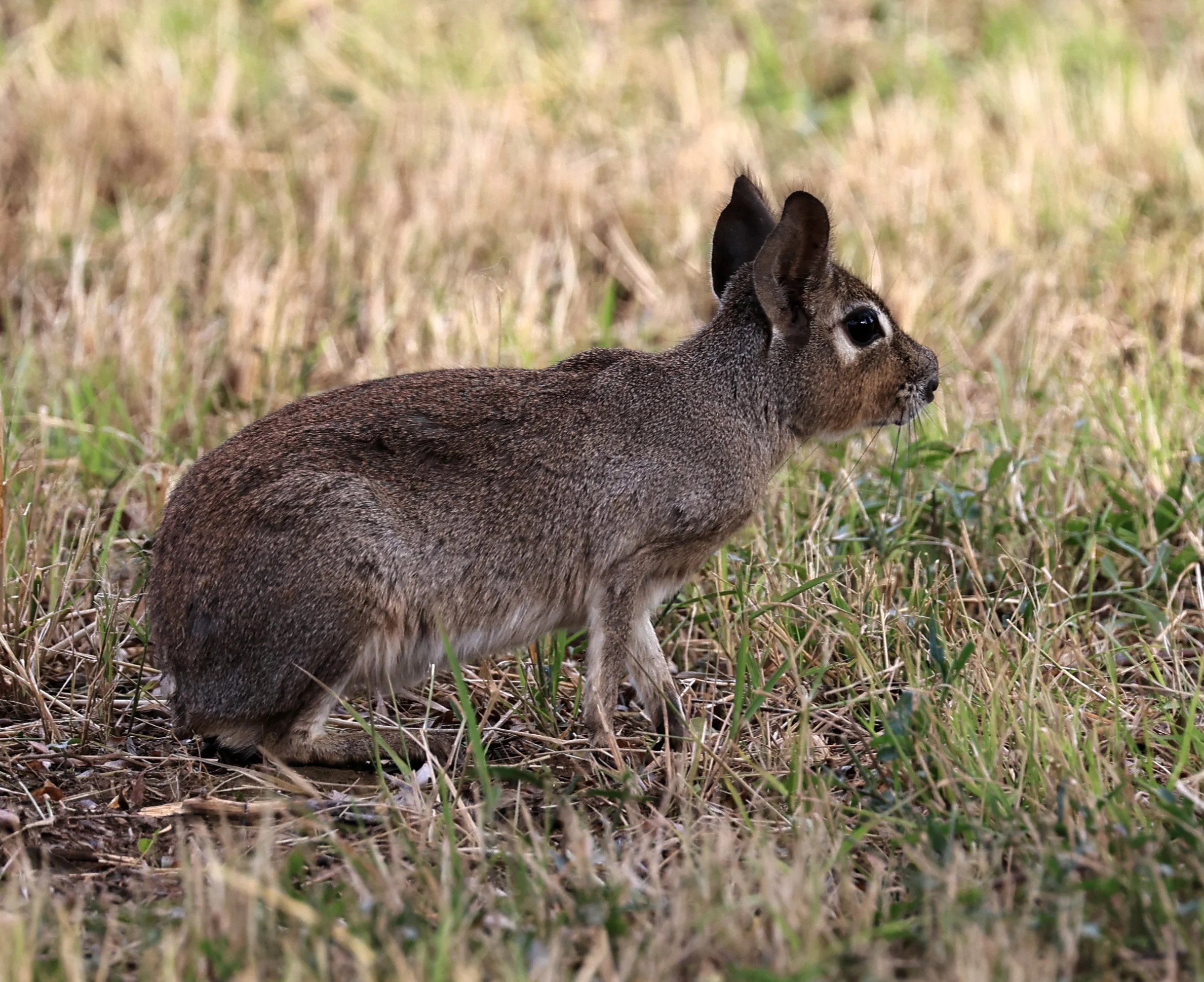 Chacoan Mara (Dolichotis salinicola) Estancia Campo'i Paraguay (71).jpg