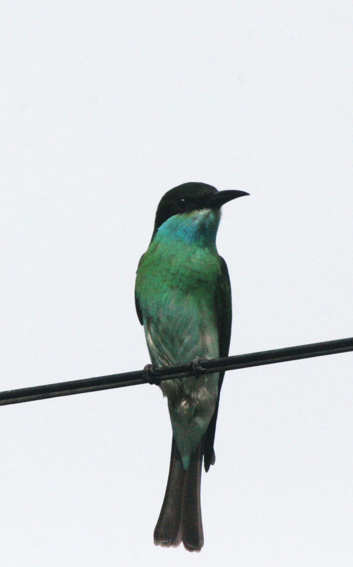 BIRD - BEE-EATER - BLUE-THROATED BEE-EATER - TABIN WILDLIFE RESERVE BORNEO (11).JPG