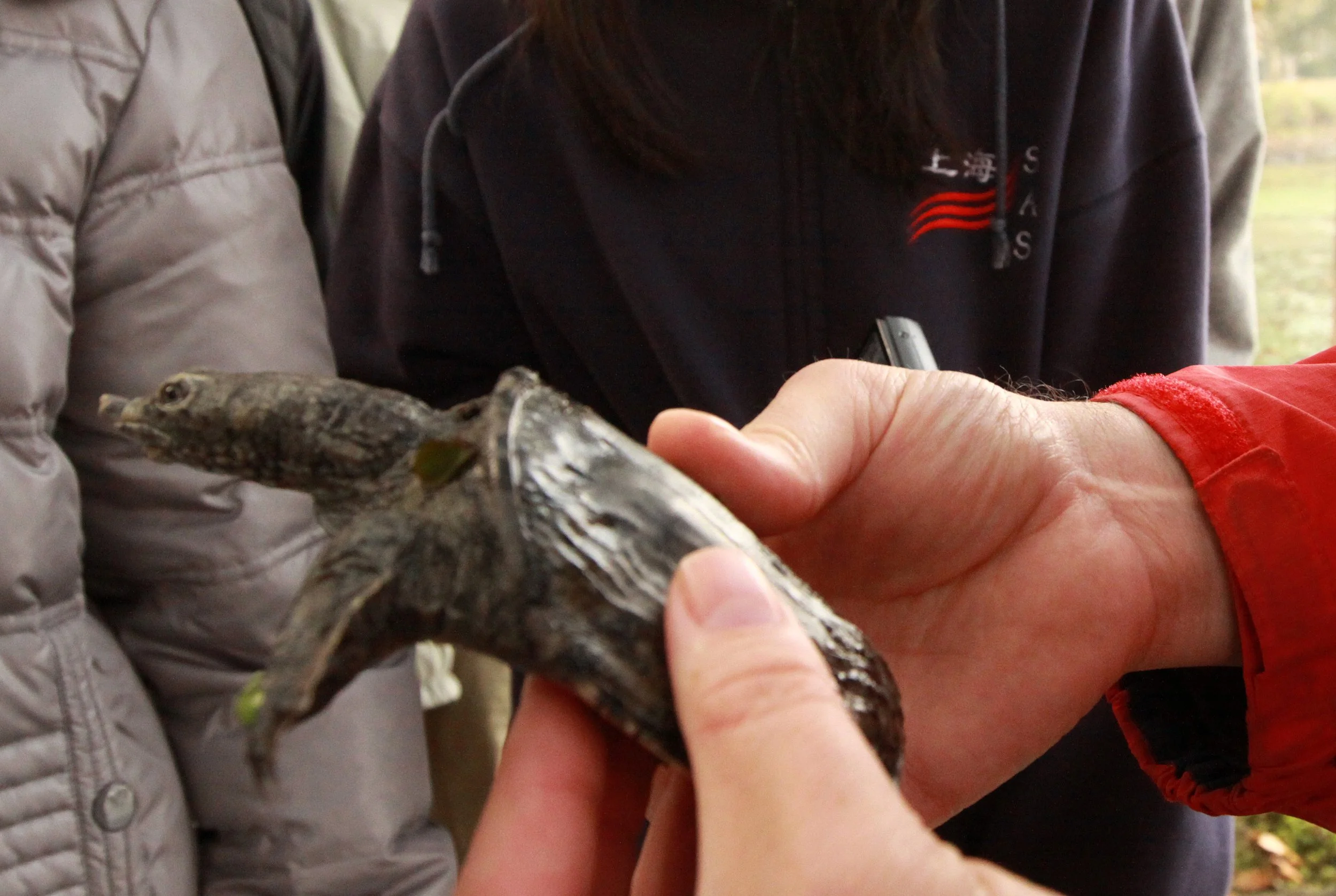 Pelodiscus sinensis - CHINESE SOFTSHELL TURTLE - TAI LAKE - WUXI CHINA - ECOSCI FIELD TRIP - NOVEMBER 2011 (50).JPG