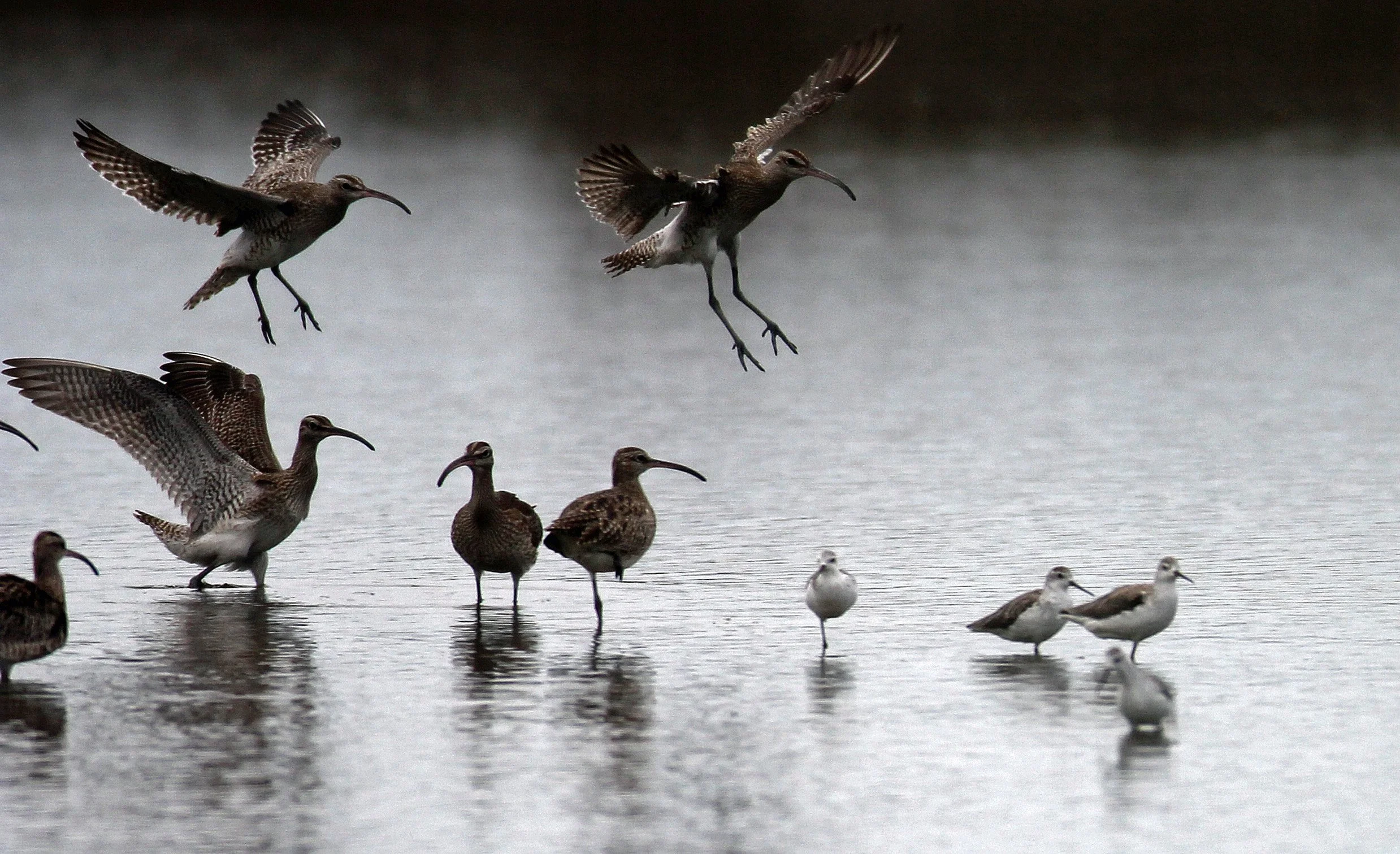 WHIMBREL - Numenius phaeopus - MIXED FLOCK EURASIAN CURLEW - Numenius arquata - PAK THALE THAILAND (78).JPG