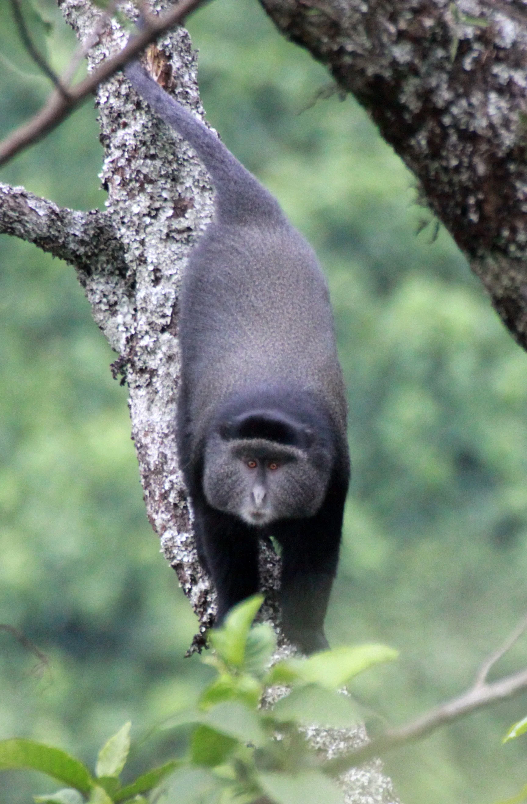 CERCOPITHECIDAE - Cercopithecus mitis - BLUE MONKEY - RWENZORI NATIONAL PARK UGANDA (70).JPG