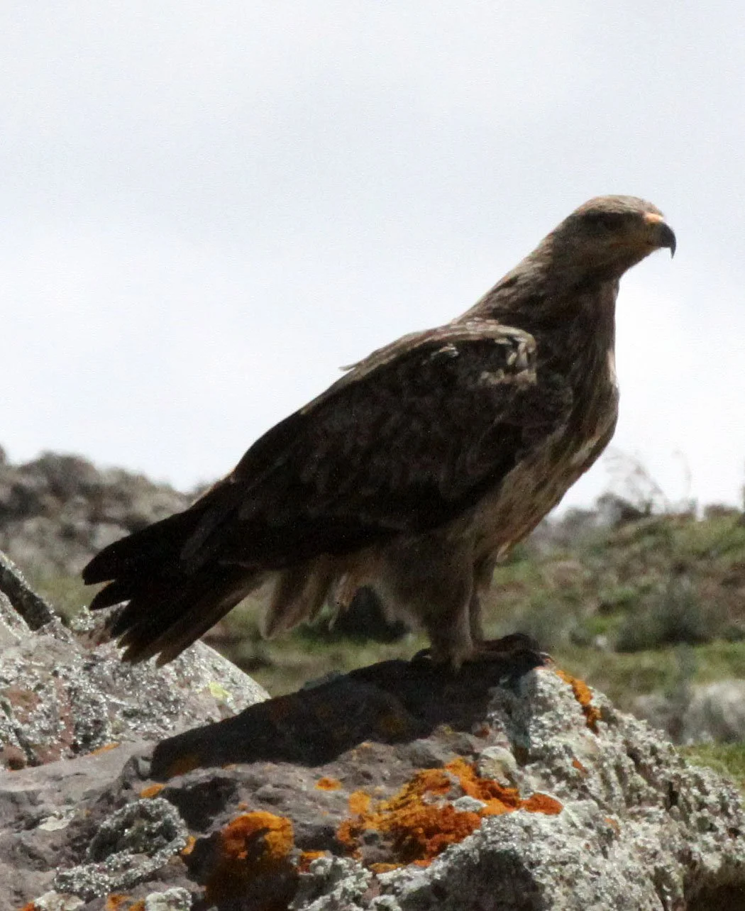 Aquila rapax - TAWNY EAGLE - BALE MOUNTAINS NATIONAL PARK ETHIOPIA (40).JPG