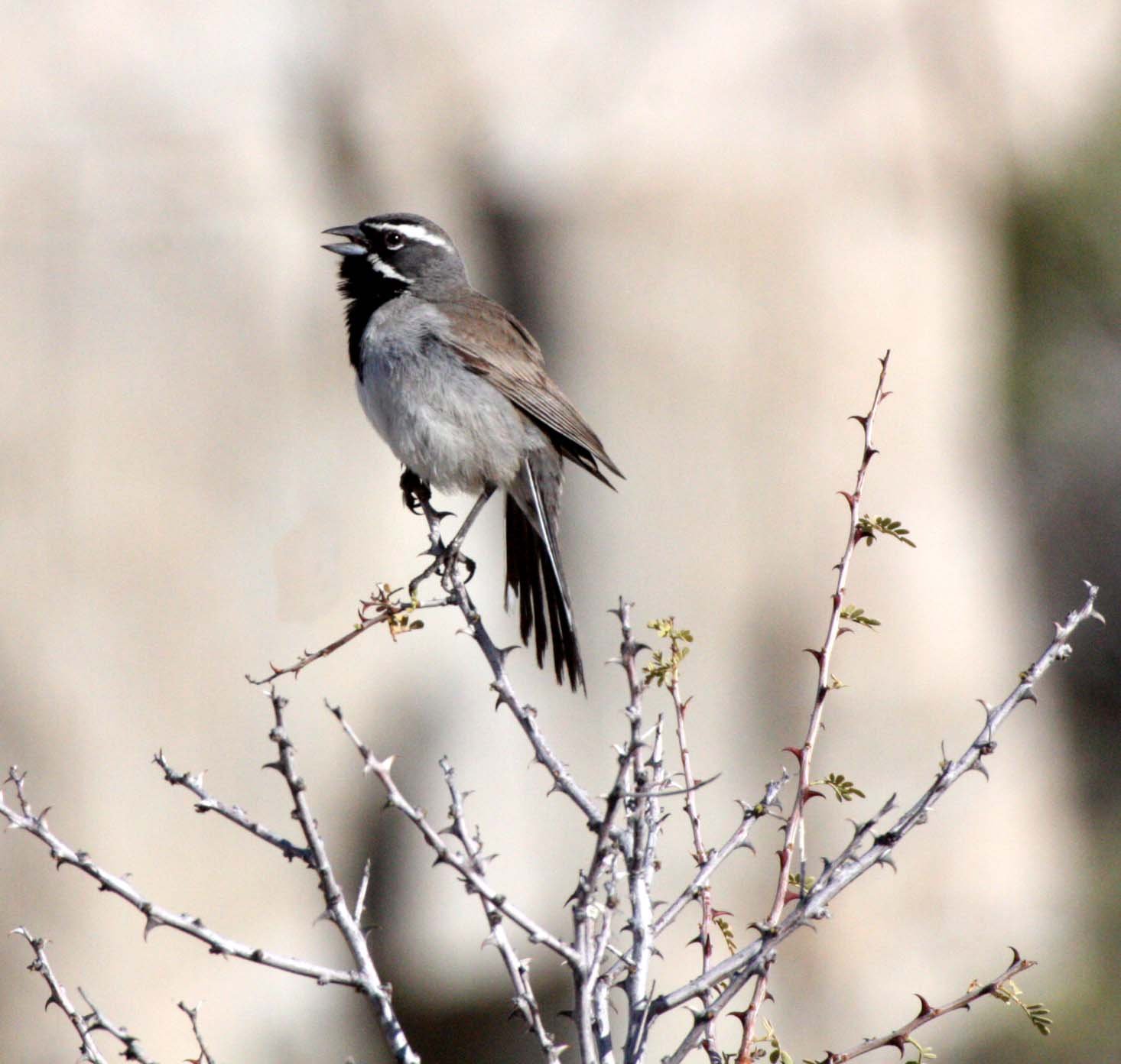 Black-throated Sparrow (Amphispiza bilineata) Catavina Desert Baja Mexico (2).JPG