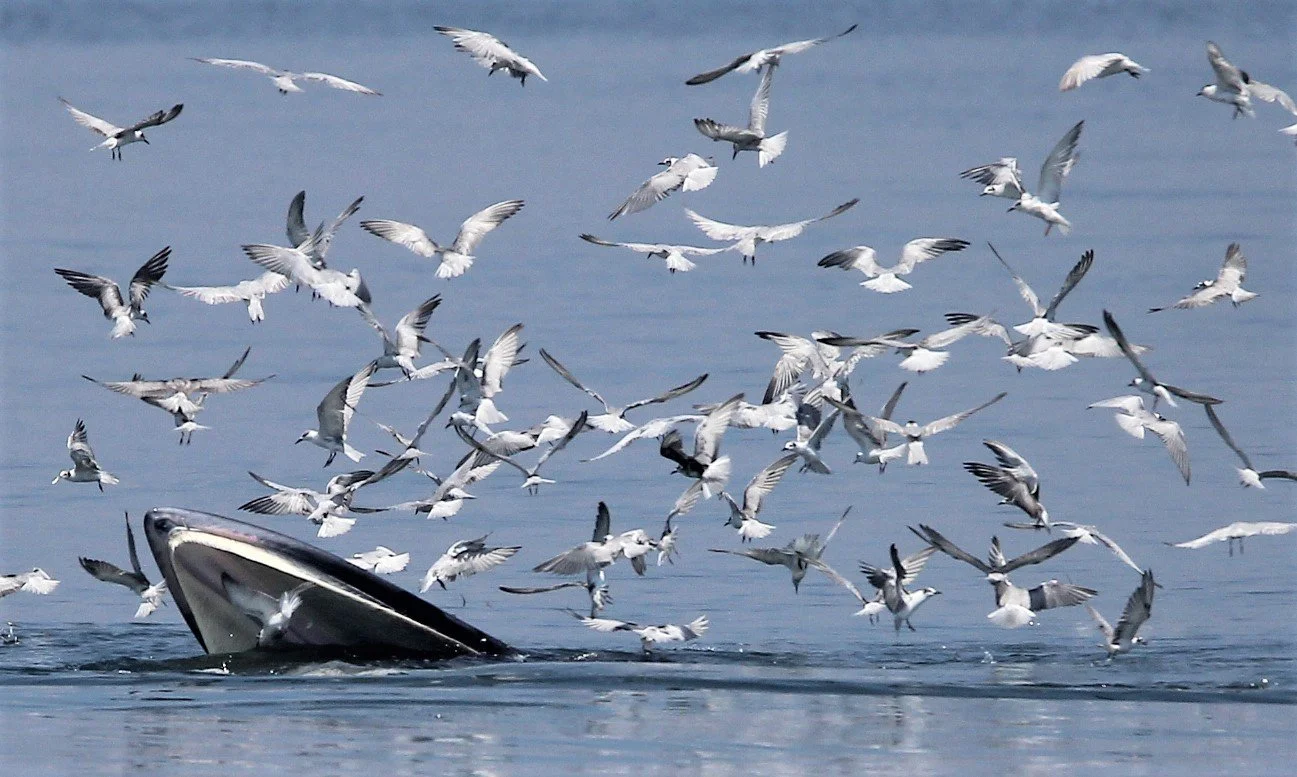 WHALE - BRYDE'S WHALE - Baleanoptera edeni - VARIOUS LOCATIONS IN THE NORTHERN GULF OF SIAM (295).JPG