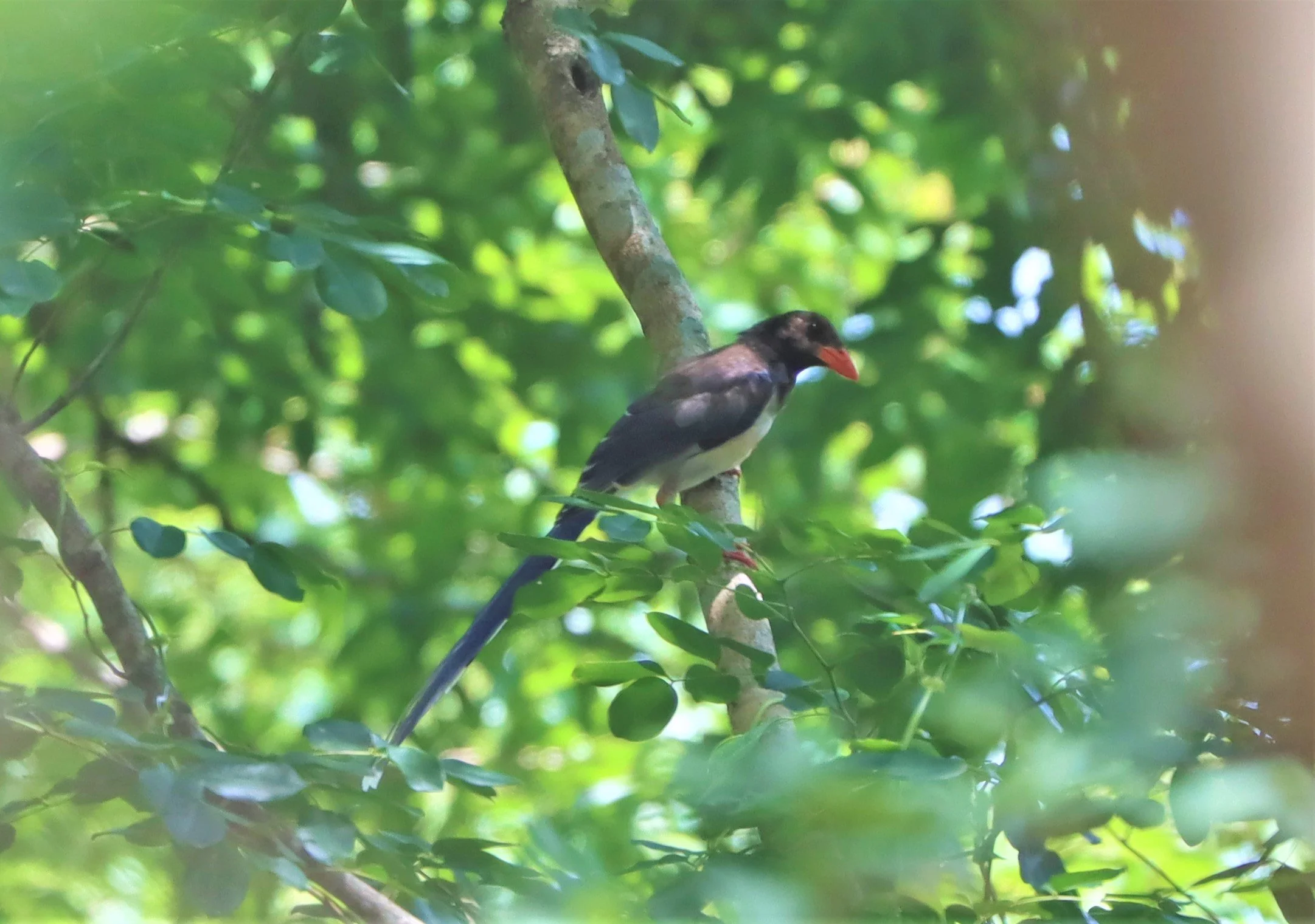 MAGPIE - BLUE MAGPIE - Urocissa erythrorhyncha - PHANOMRUNG PRASAT RUINS BURIRAM (4).jpg