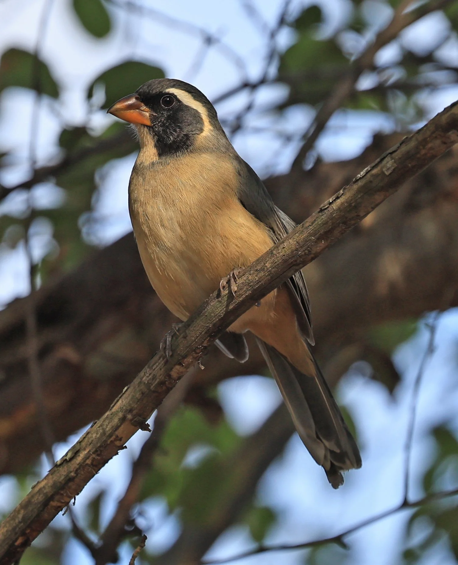 Golden-billed Saltator (Saltator aurantiirostris) Aurora Chaquena Reserve, Neuland Mennonite Colony Paraguay (11).jpg